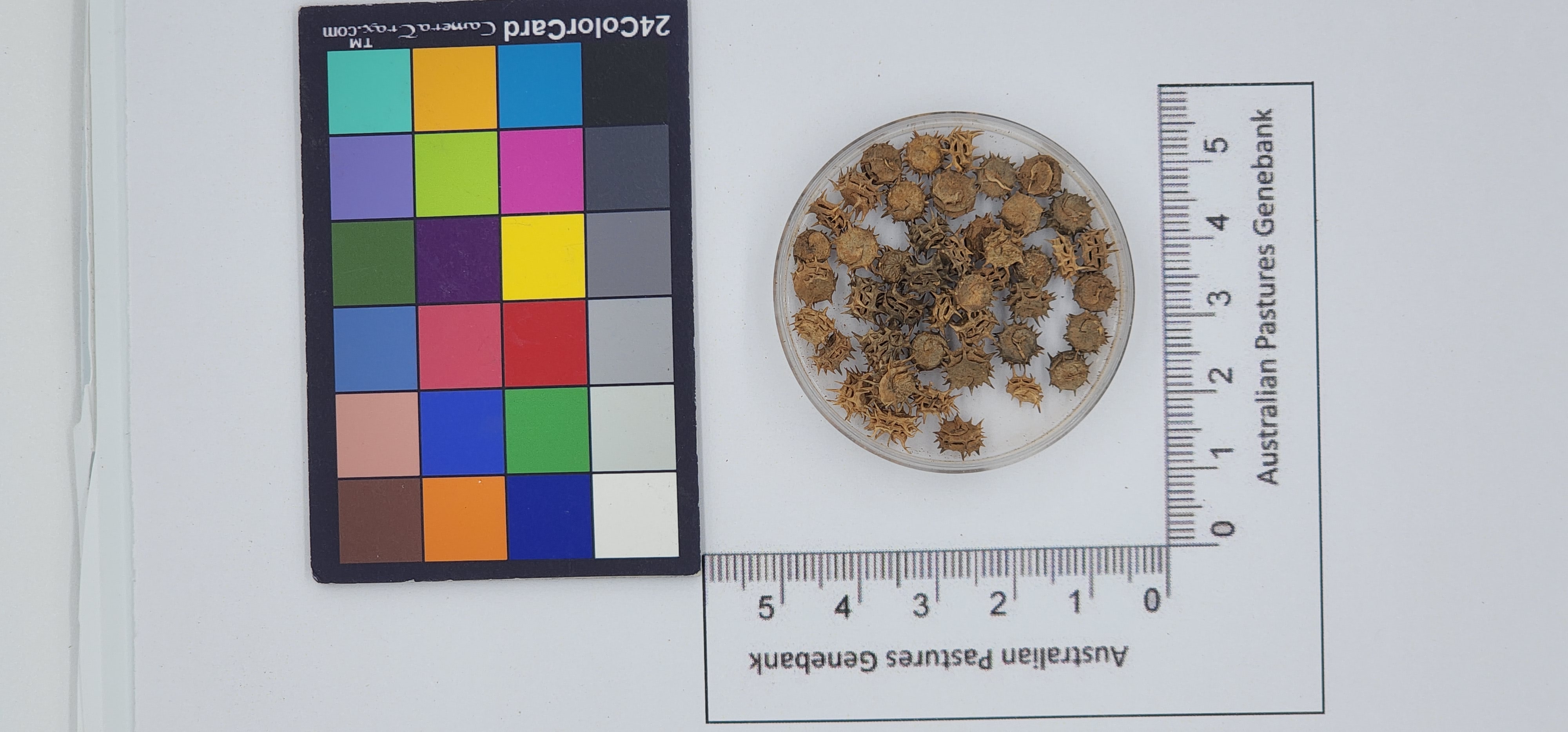 Click for 1 image(s) for this accession. Image