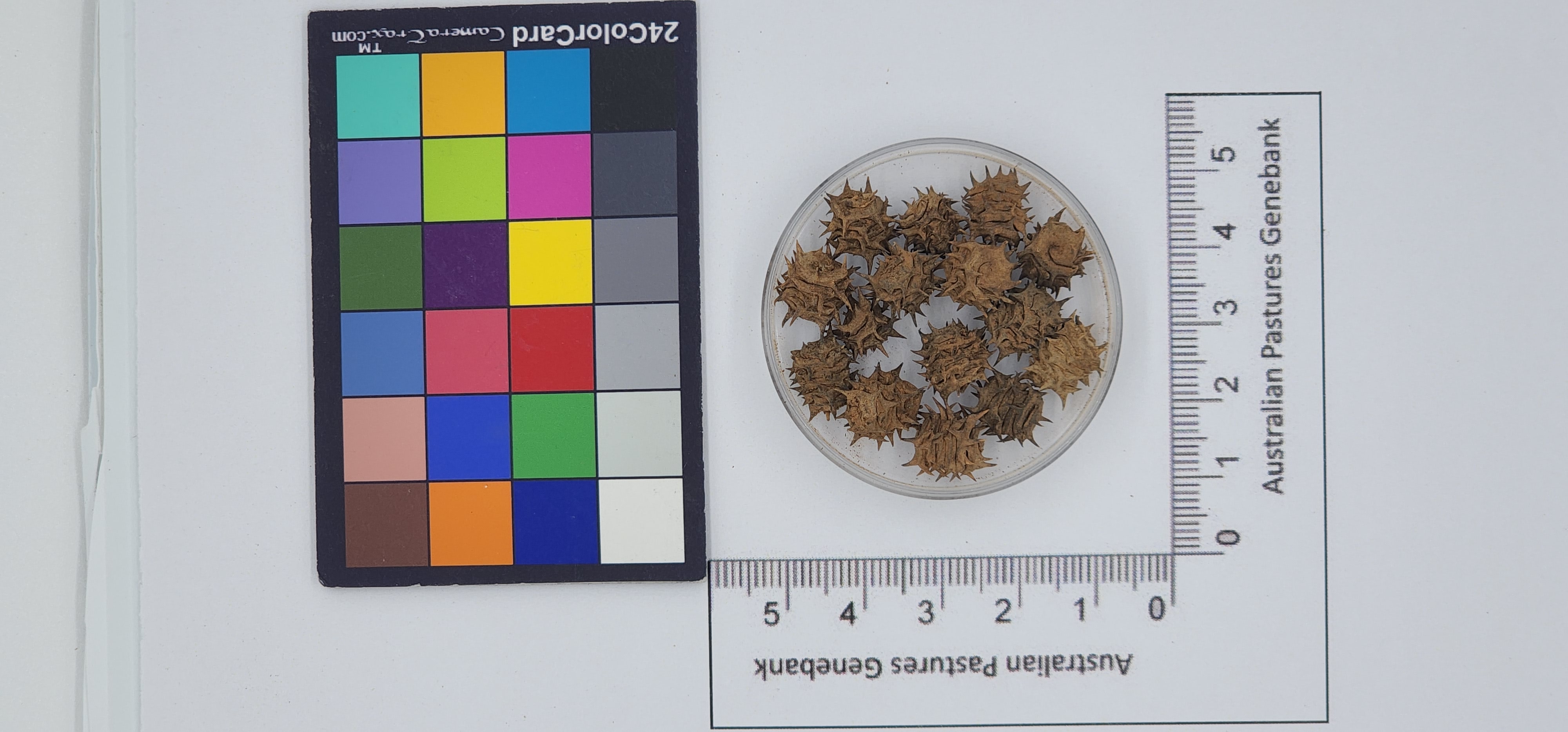 Click for 1 image(s) for this accession. Image