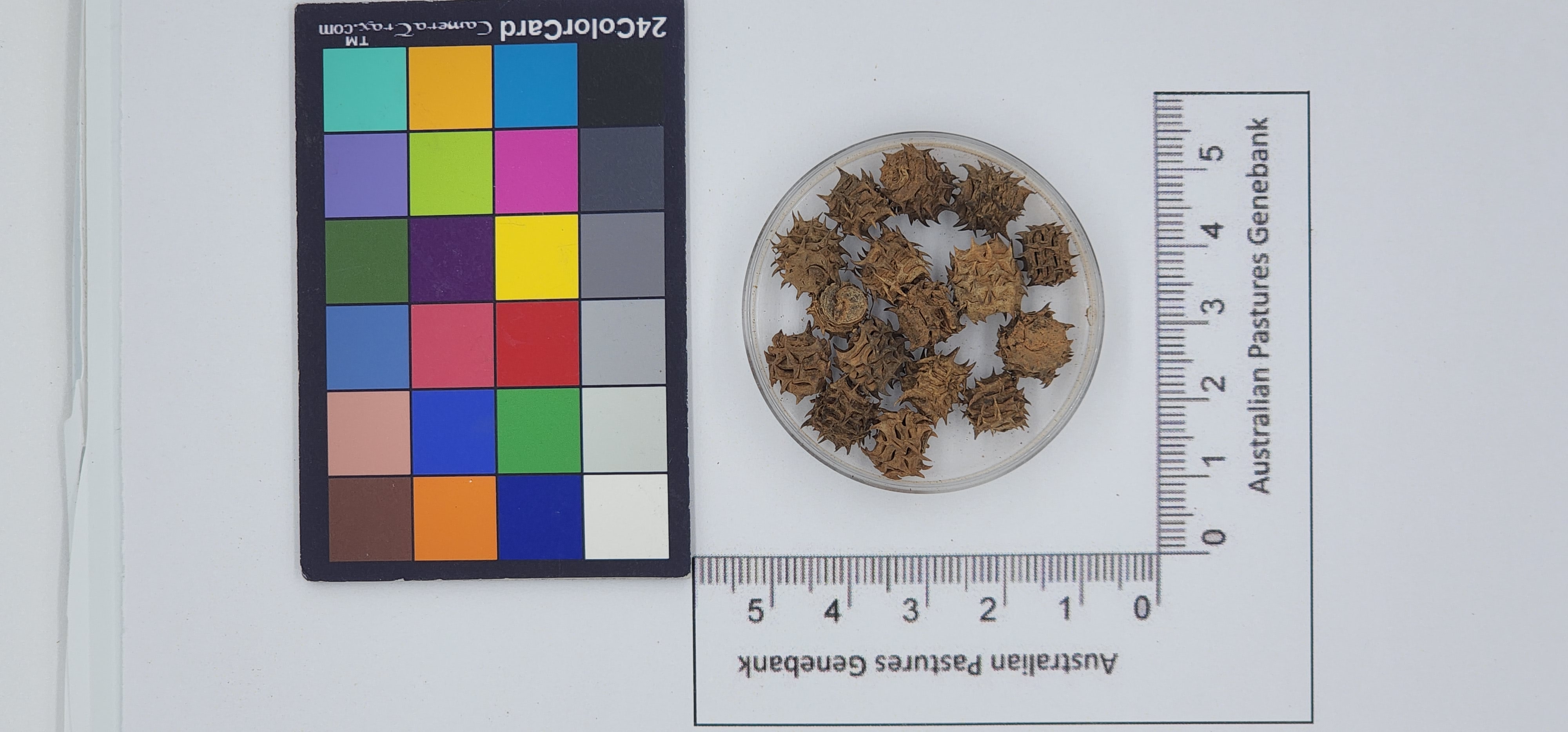 Click for 1 image(s) for this accession. Image