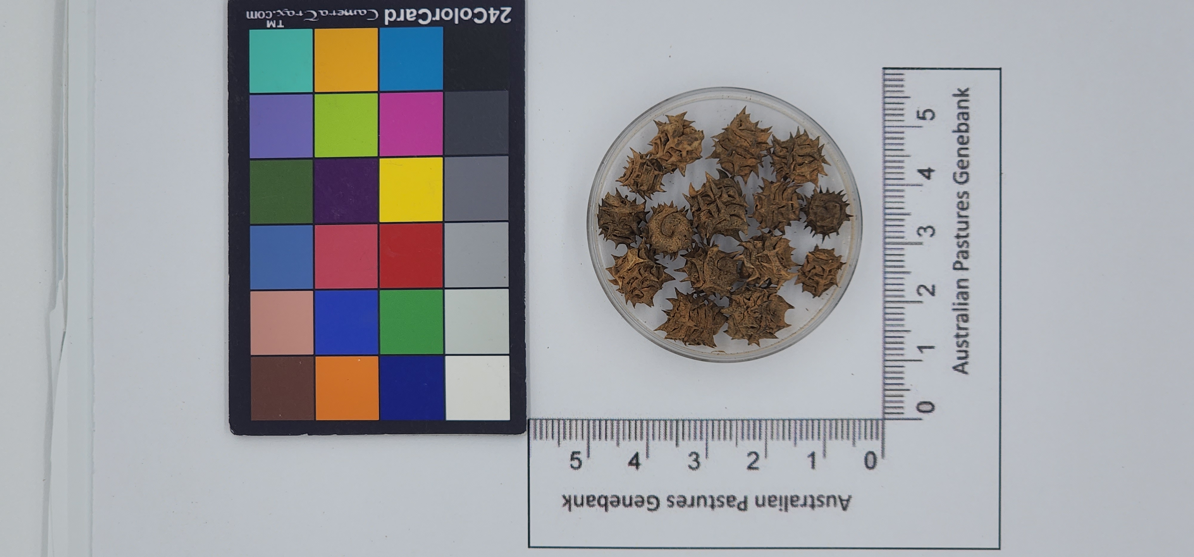 Click for 1 image(s) for this accession. Image