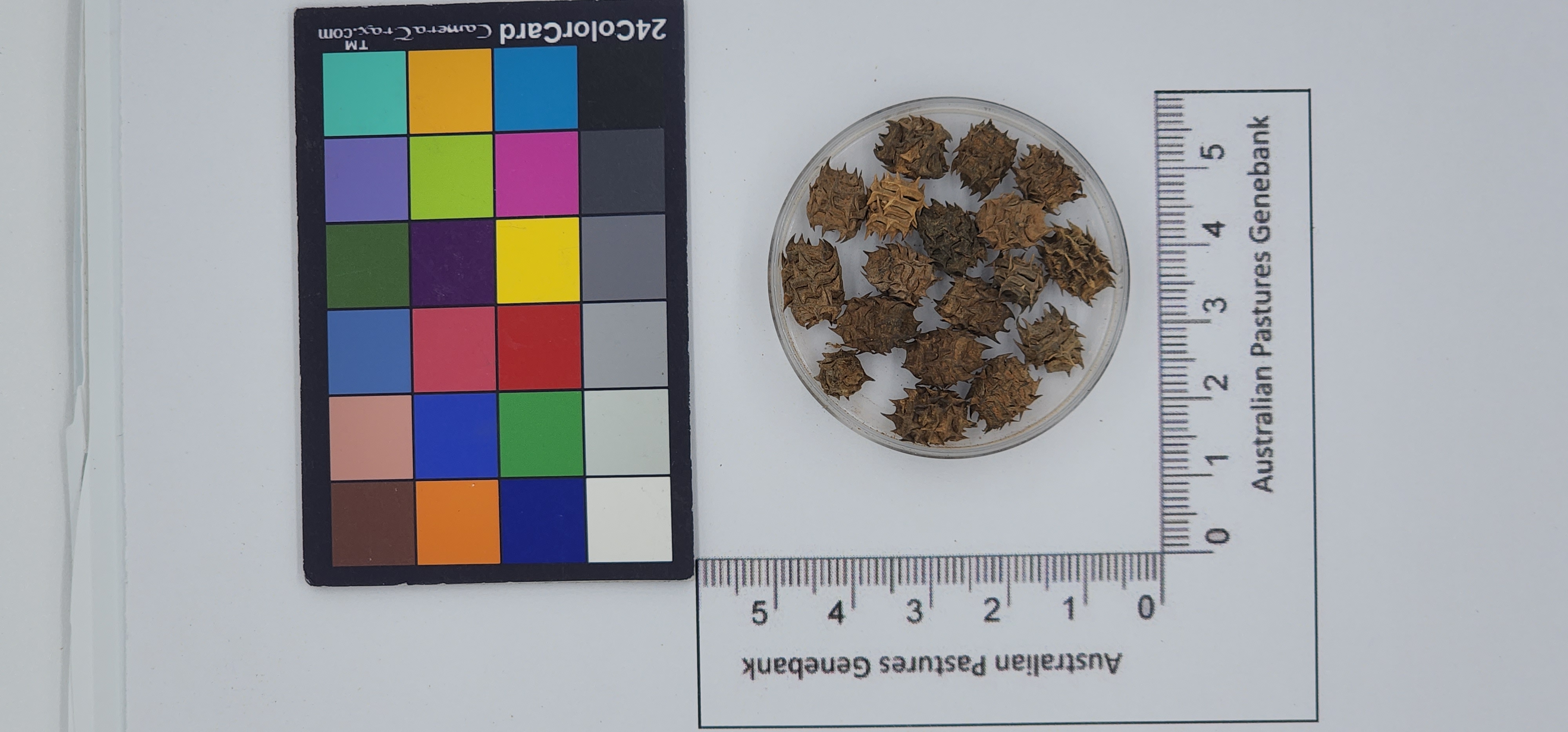 Click for 1 image(s) for this accession. Image