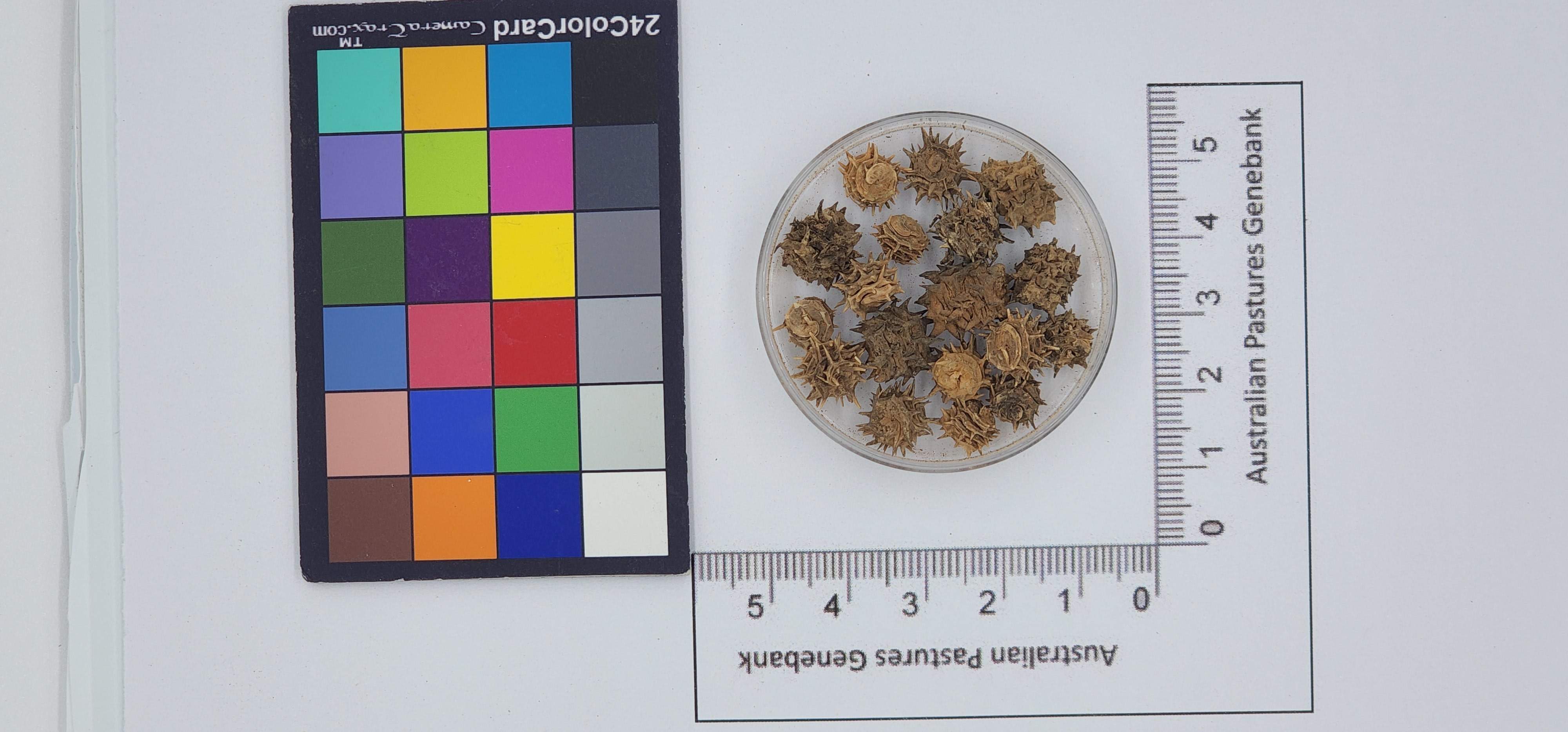 Click for 1 image(s) for this accession. Image