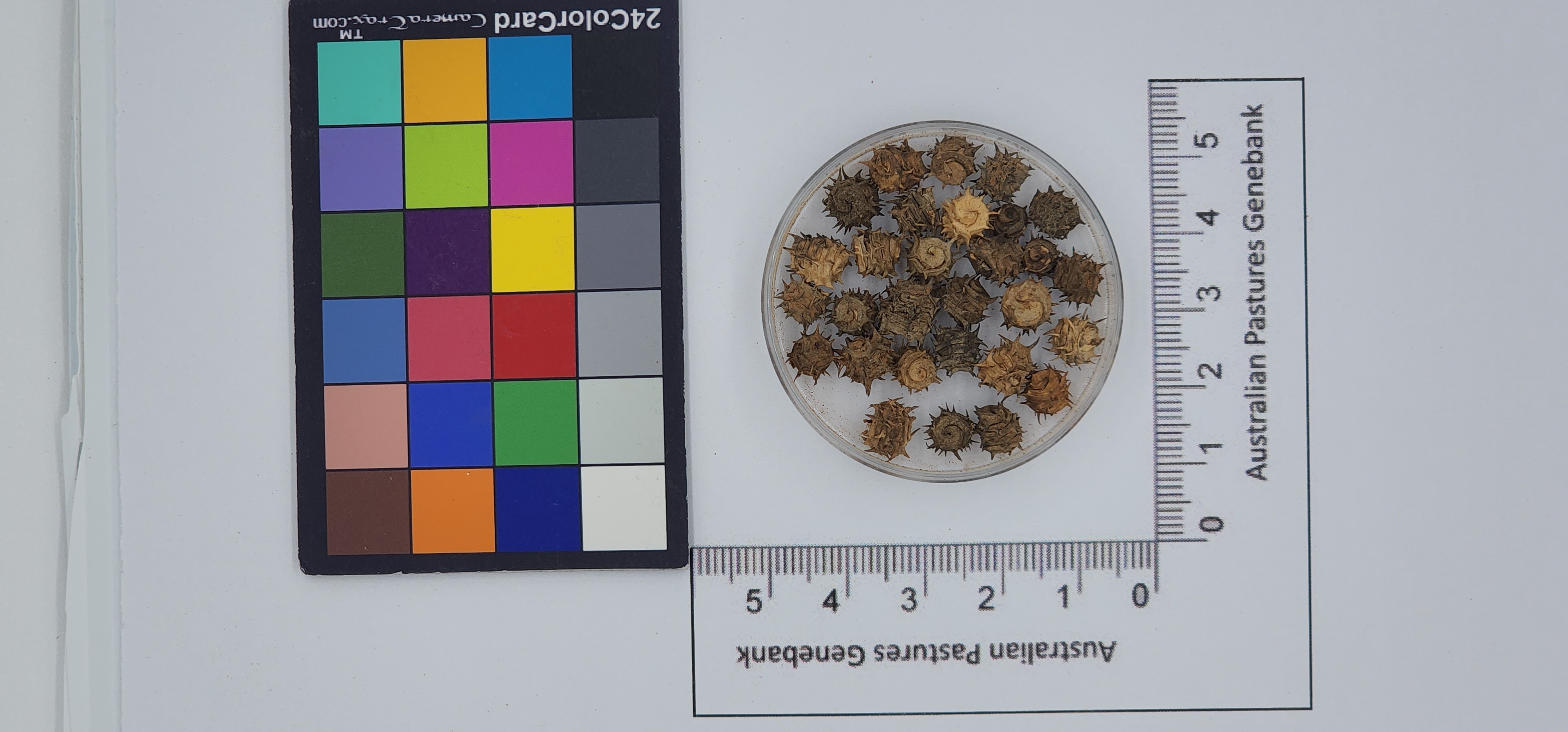 Click for 1 image(s) for this accession. Image