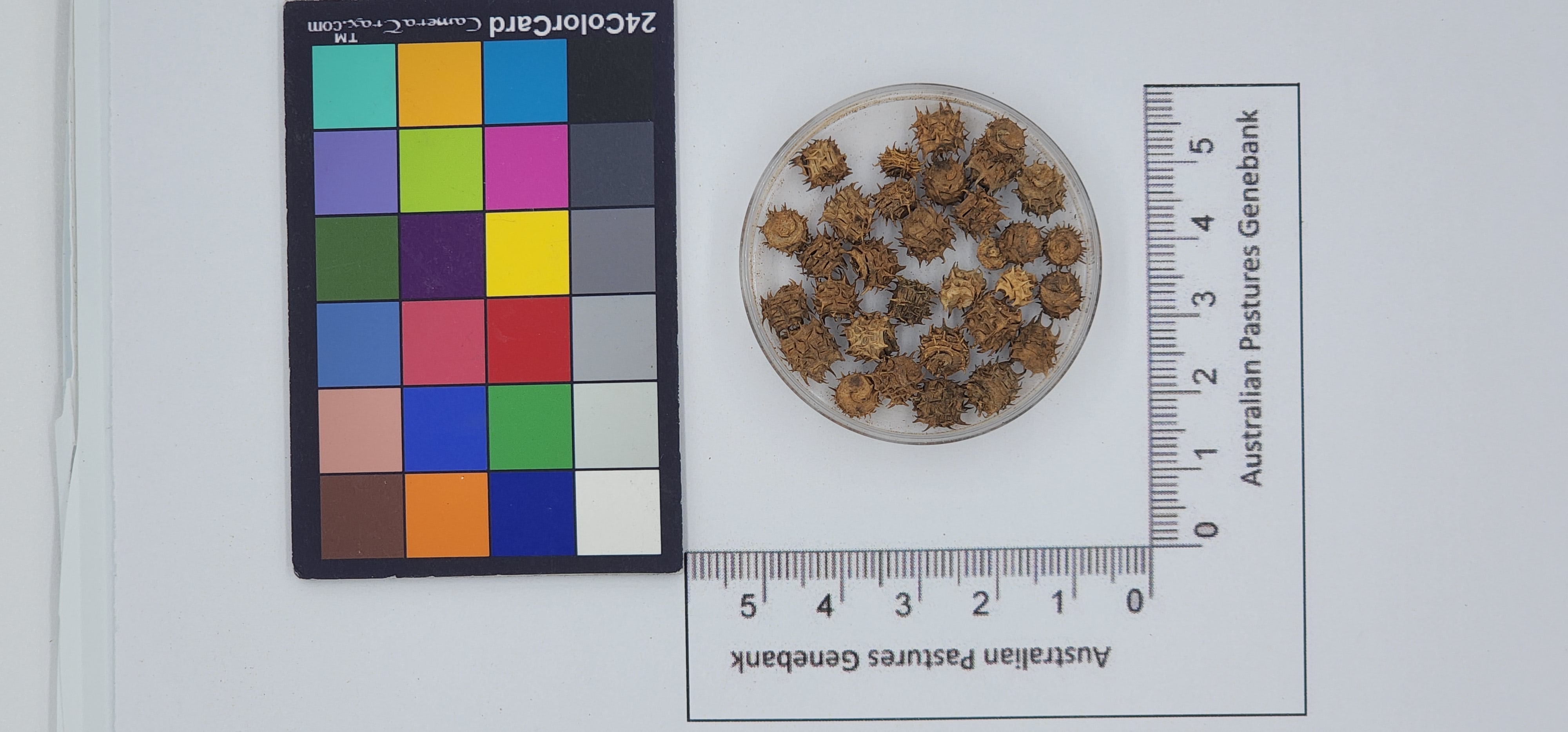 Click for 1 image(s) for this accession. Image