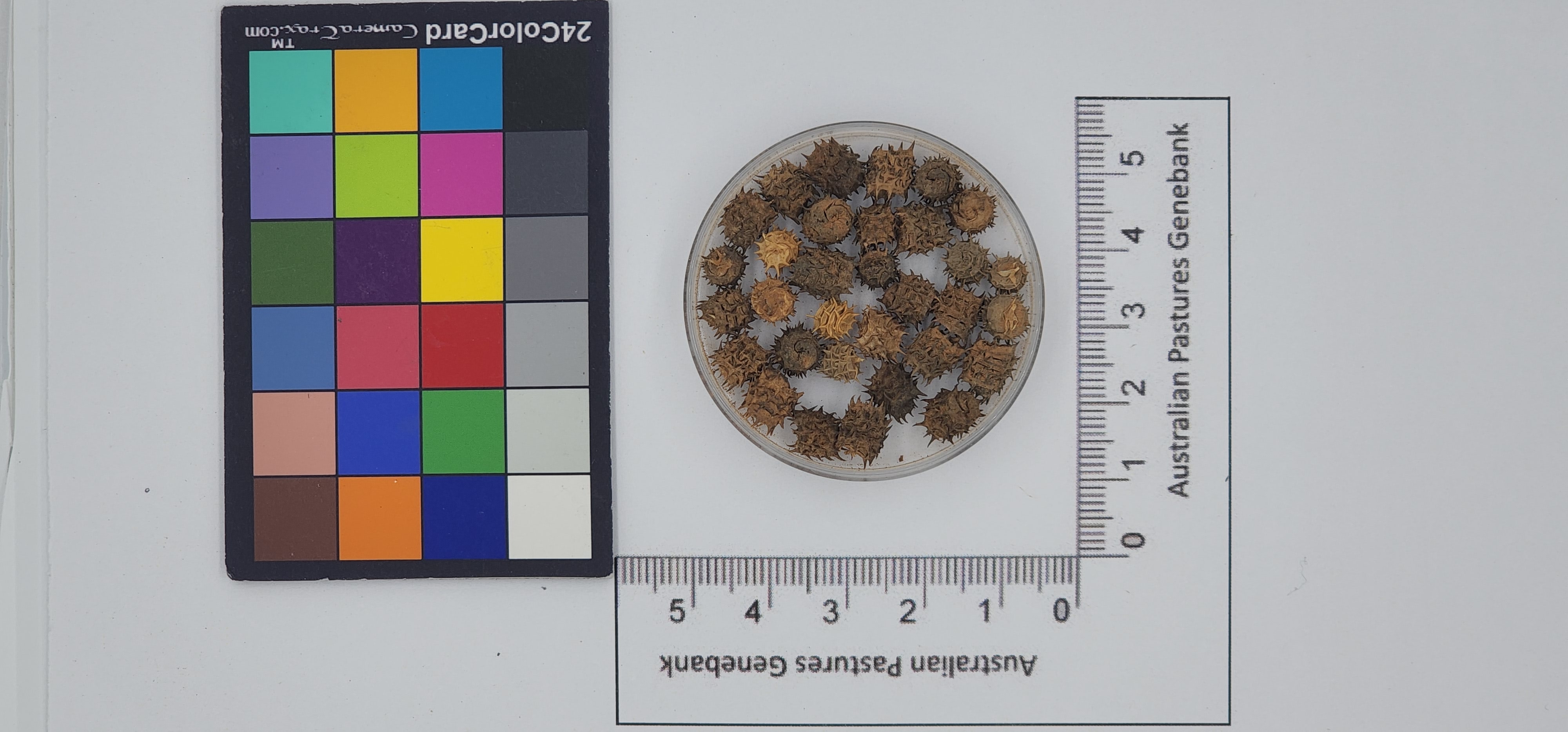 Click for 1 image(s) for this accession. Image