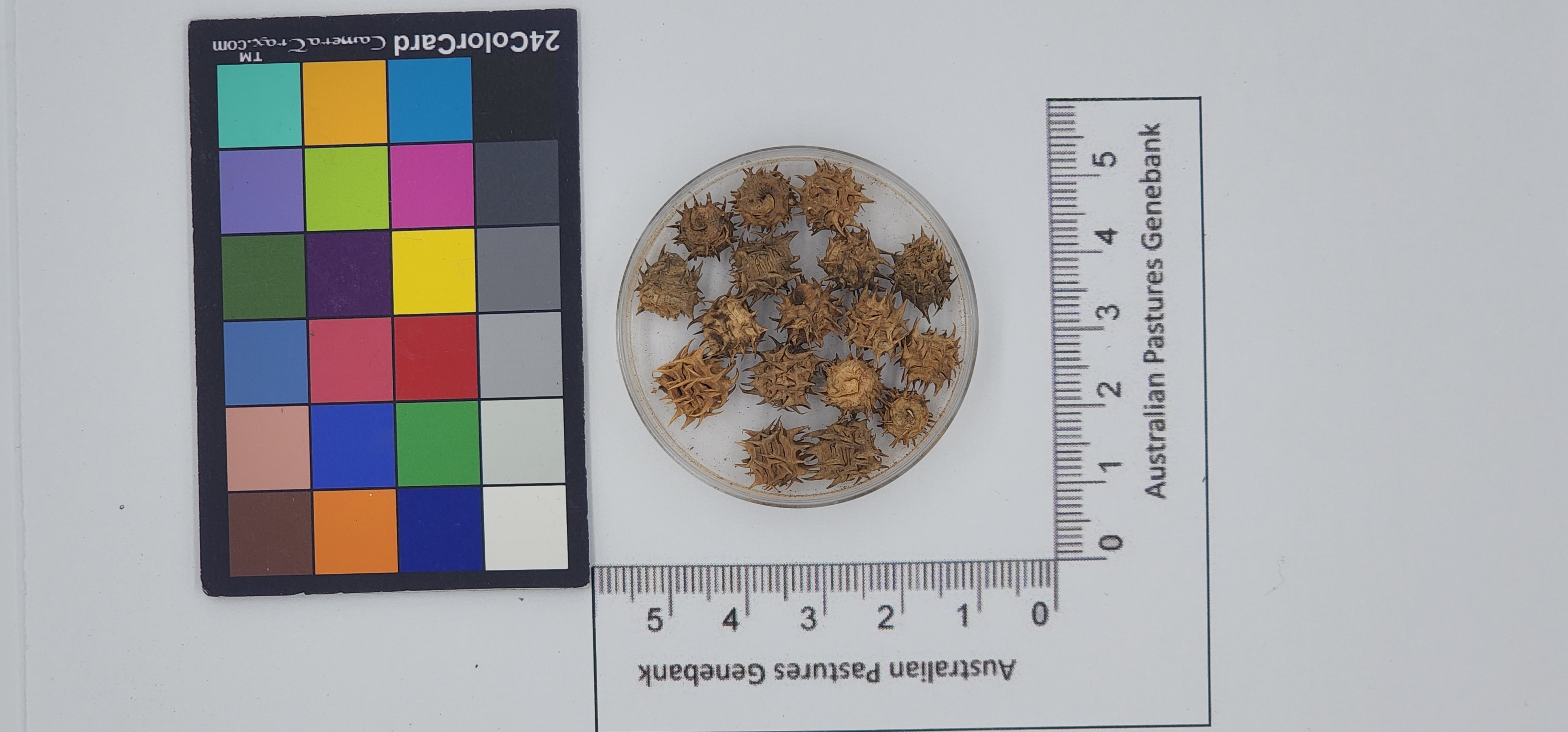 Click for 1 image(s) for this accession. Image