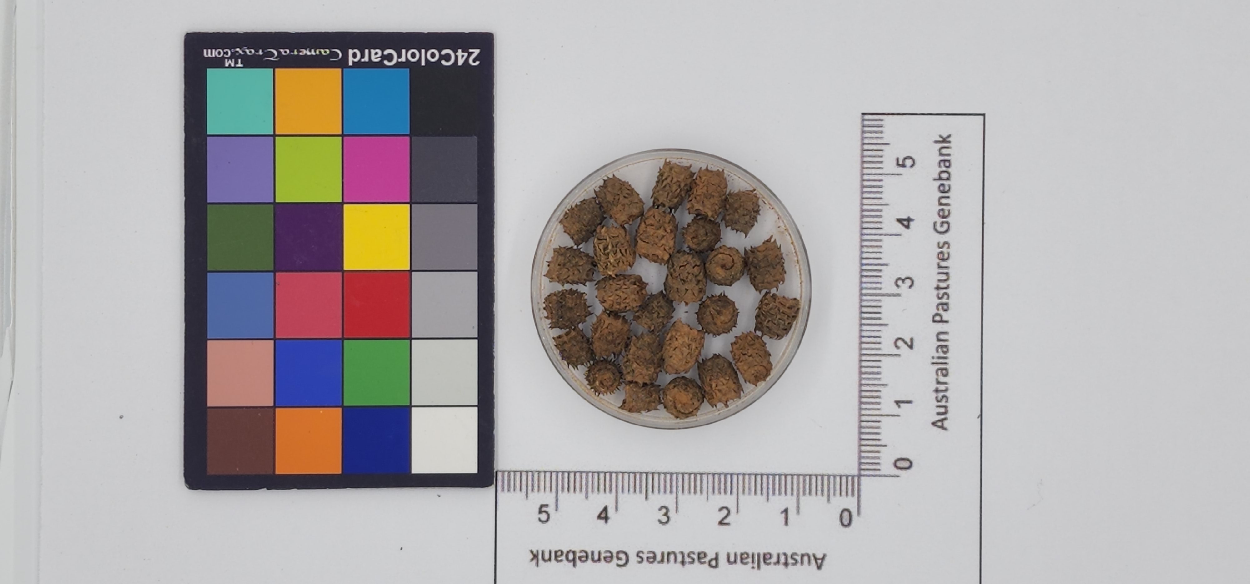 Click for 1 image(s) for this accession. Image