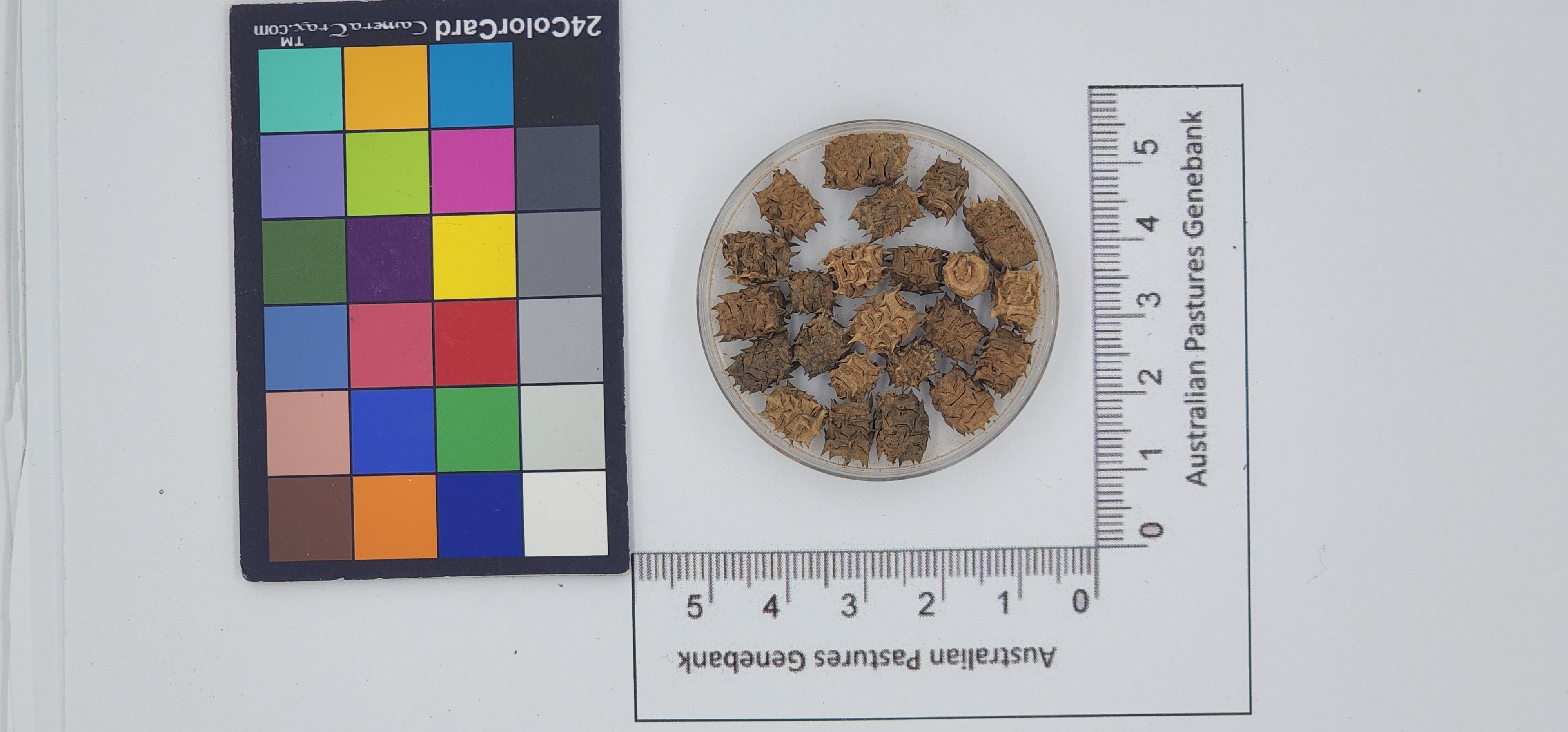 Click for 1 image(s) for this accession. Image