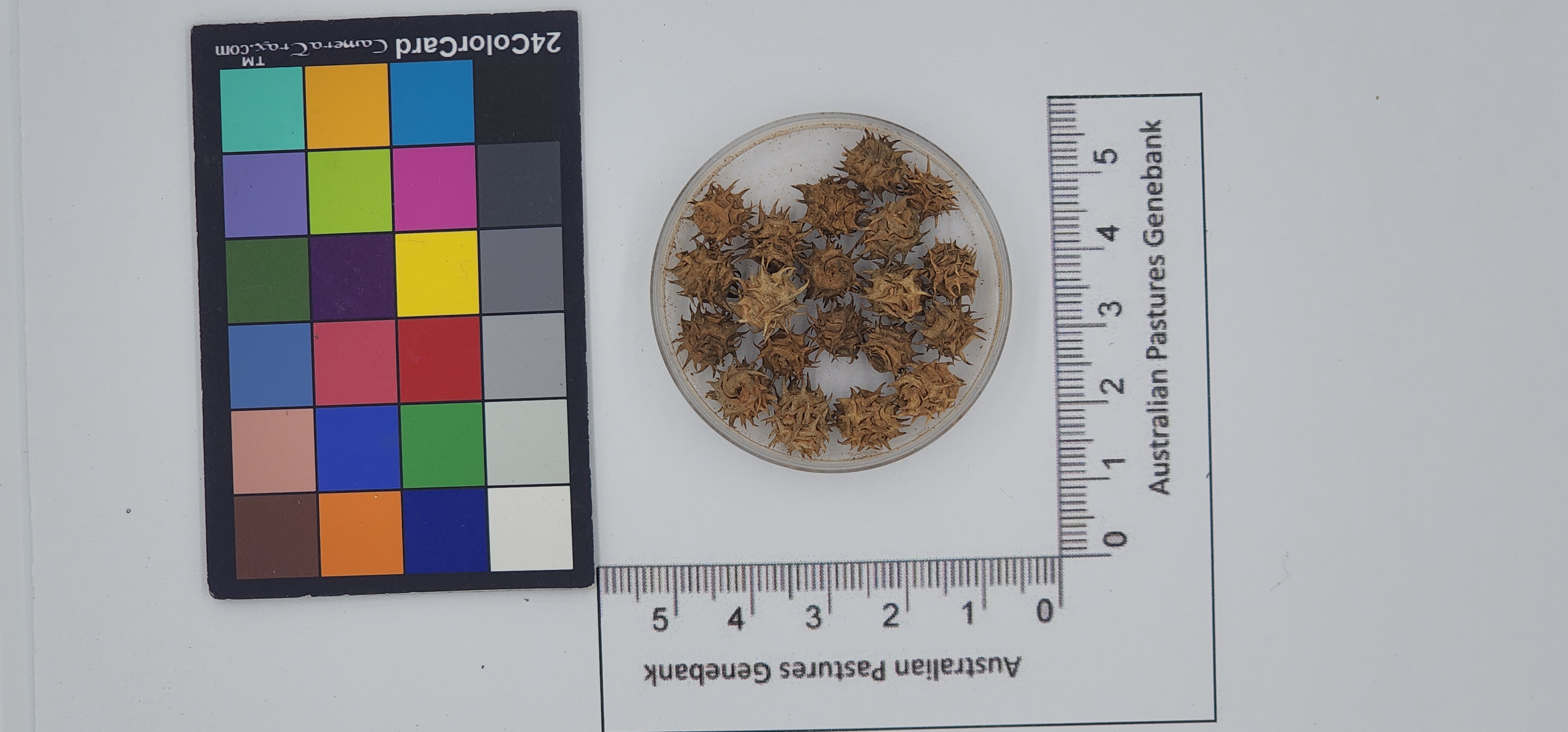 Click for 1 image(s) for this accession. Image