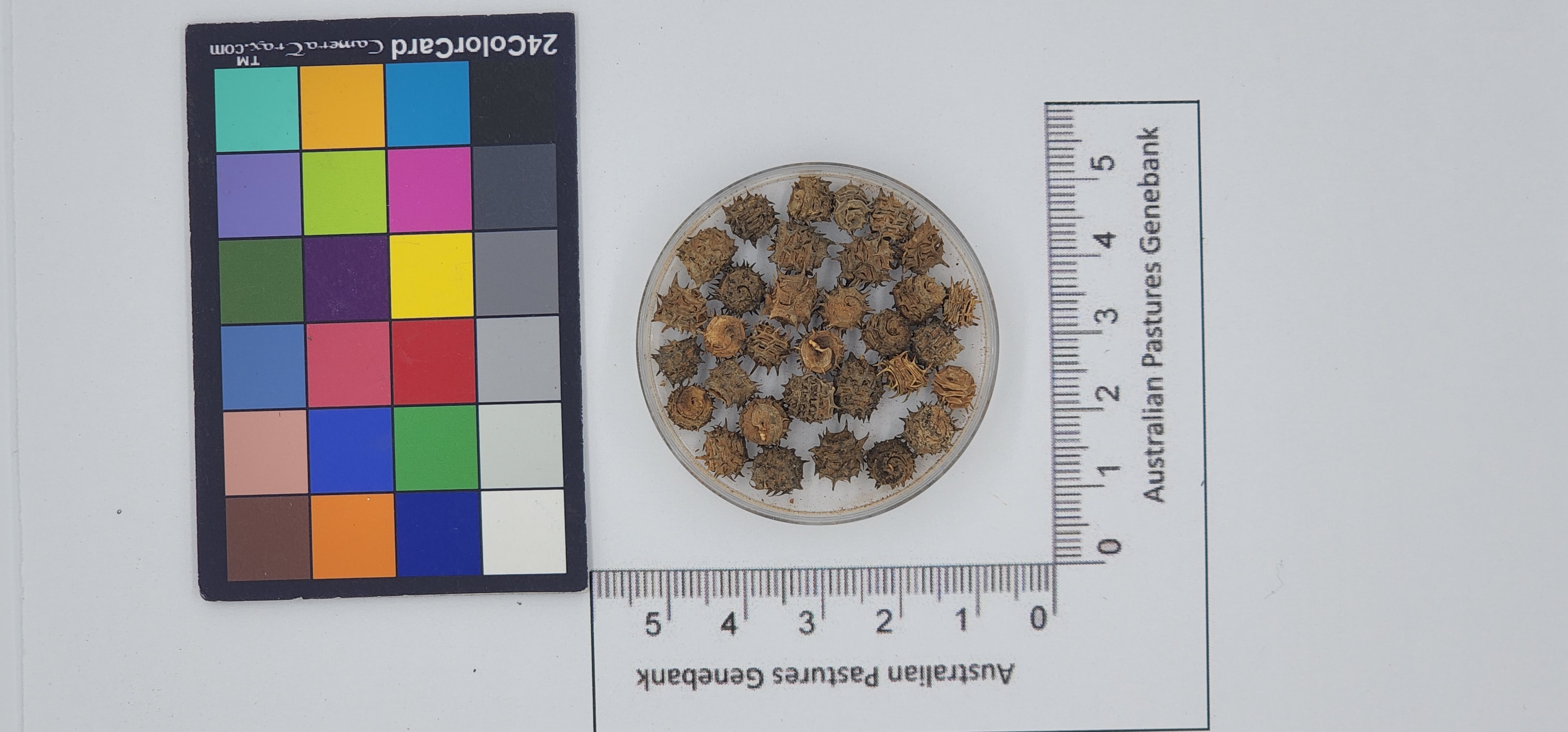 Click for 1 image(s) for this accession. Image