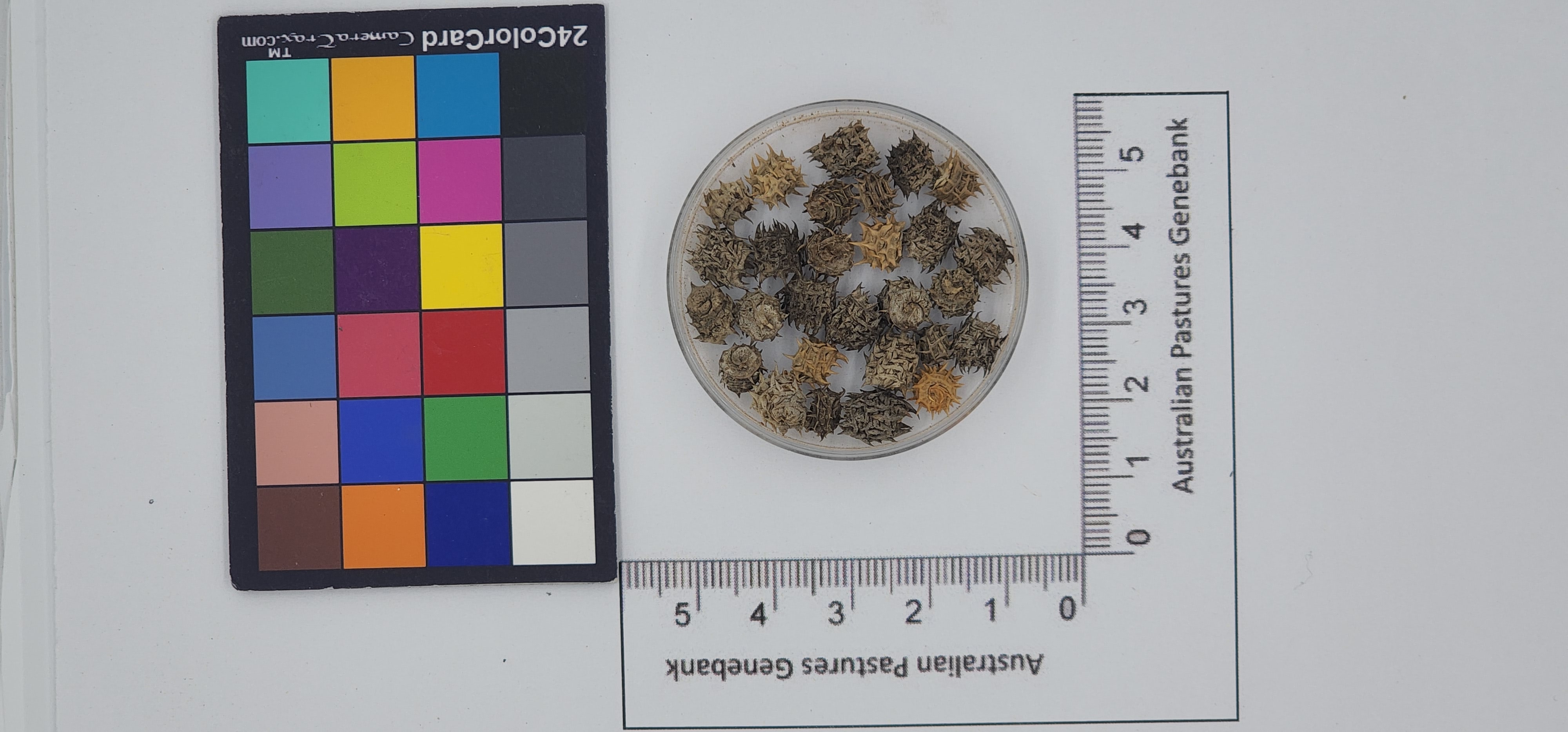 Click for 1 image(s) for this accession. Image