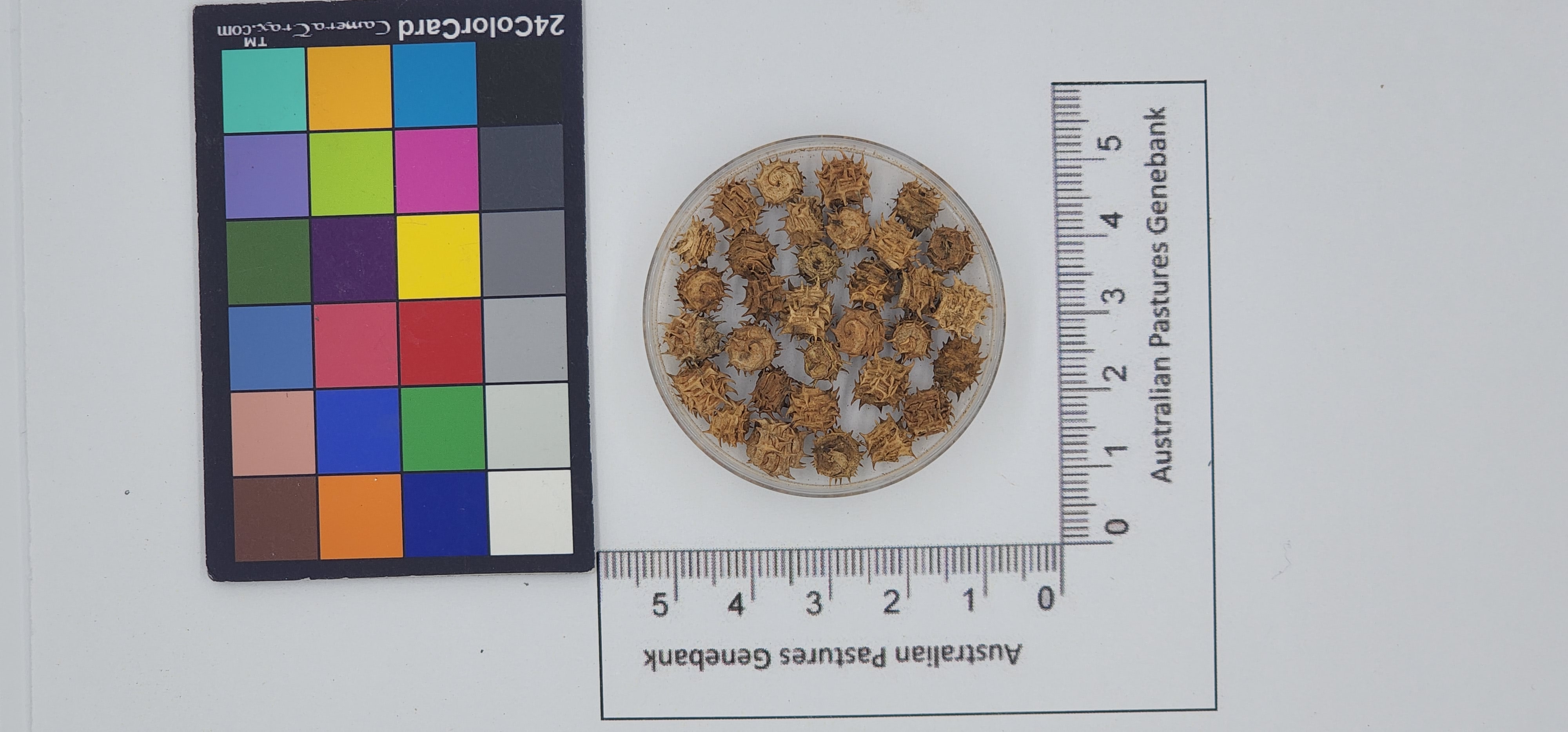Click for 1 image(s) for this accession. Image