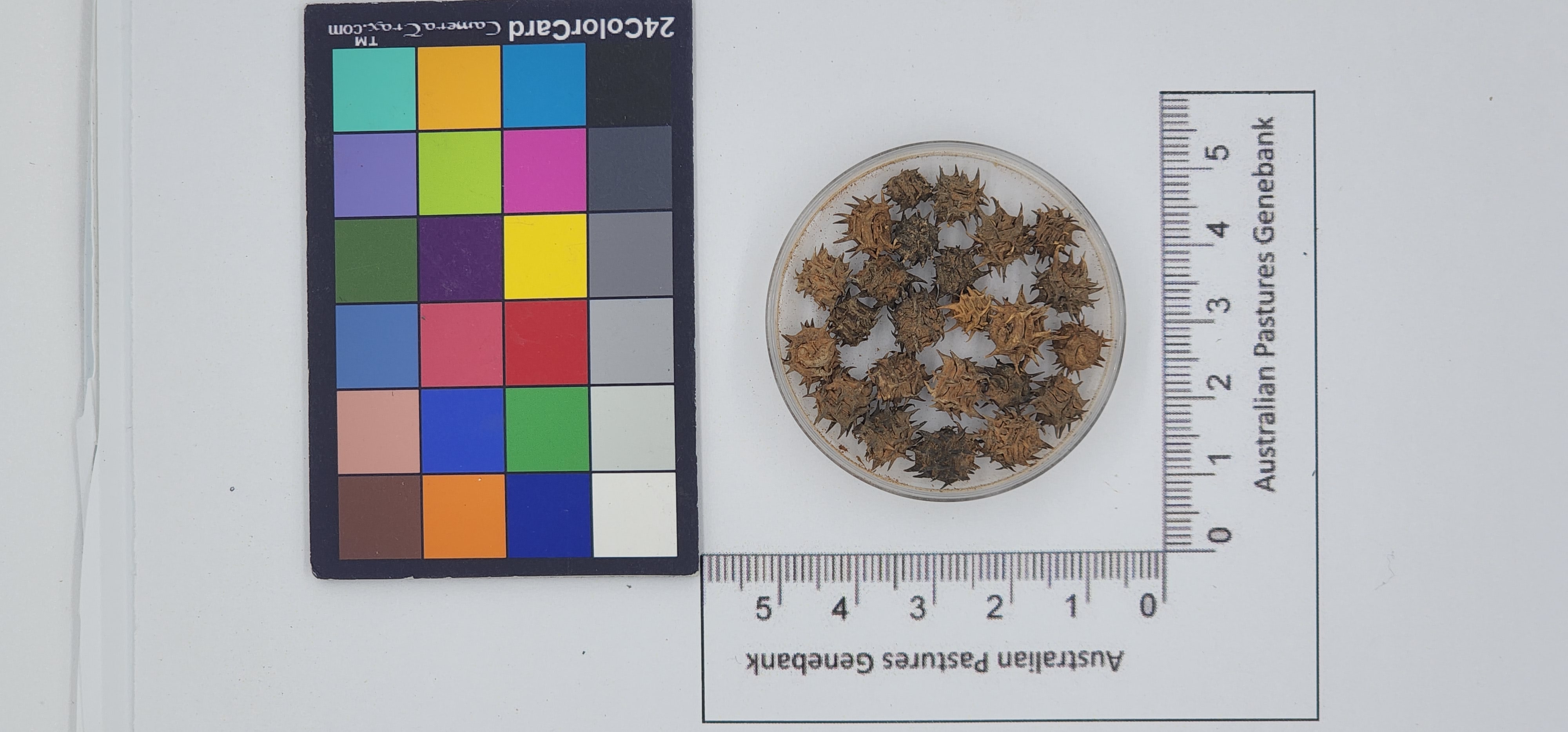 Click for 1 image(s) for this accession. Image