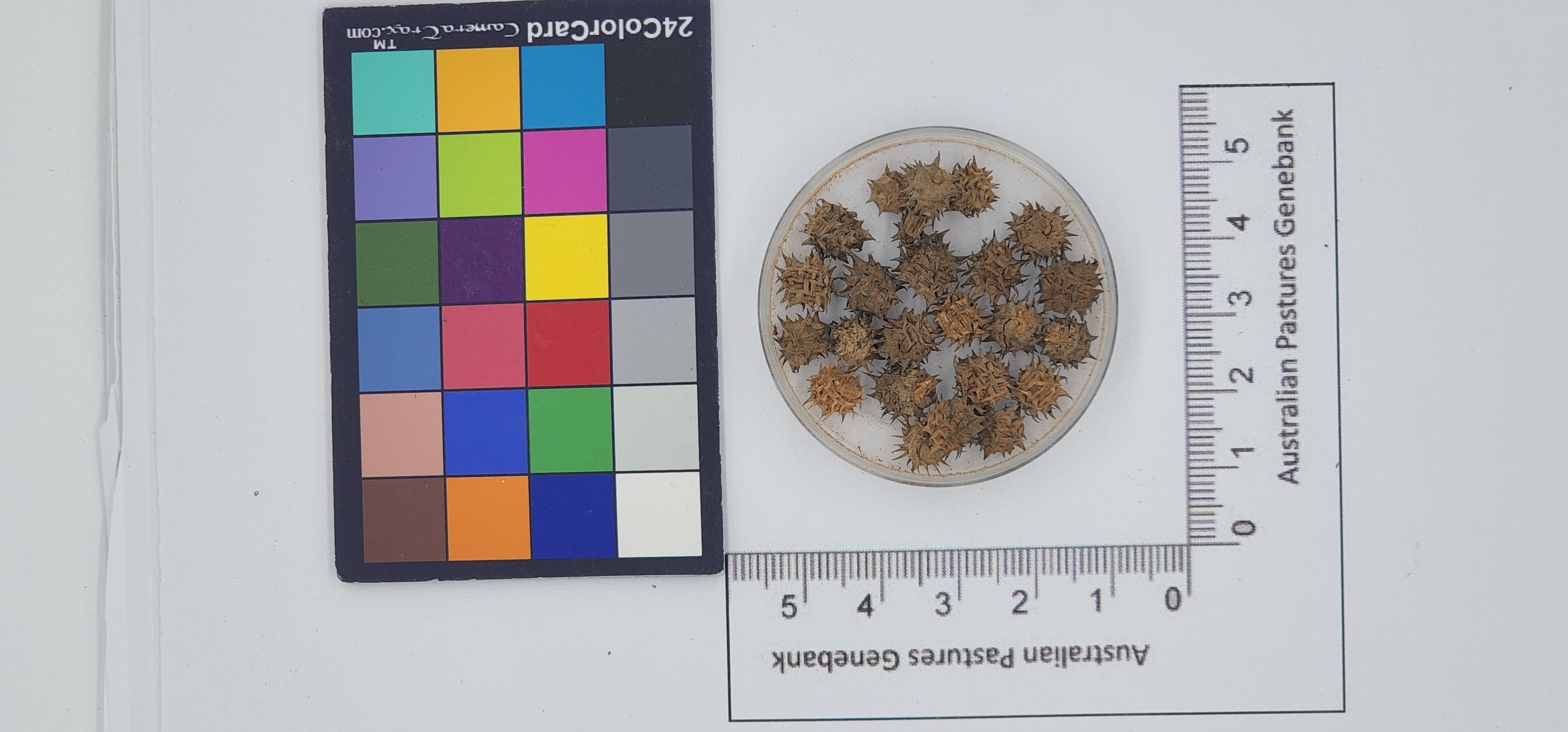 Click for 1 image(s) for this accession. Image