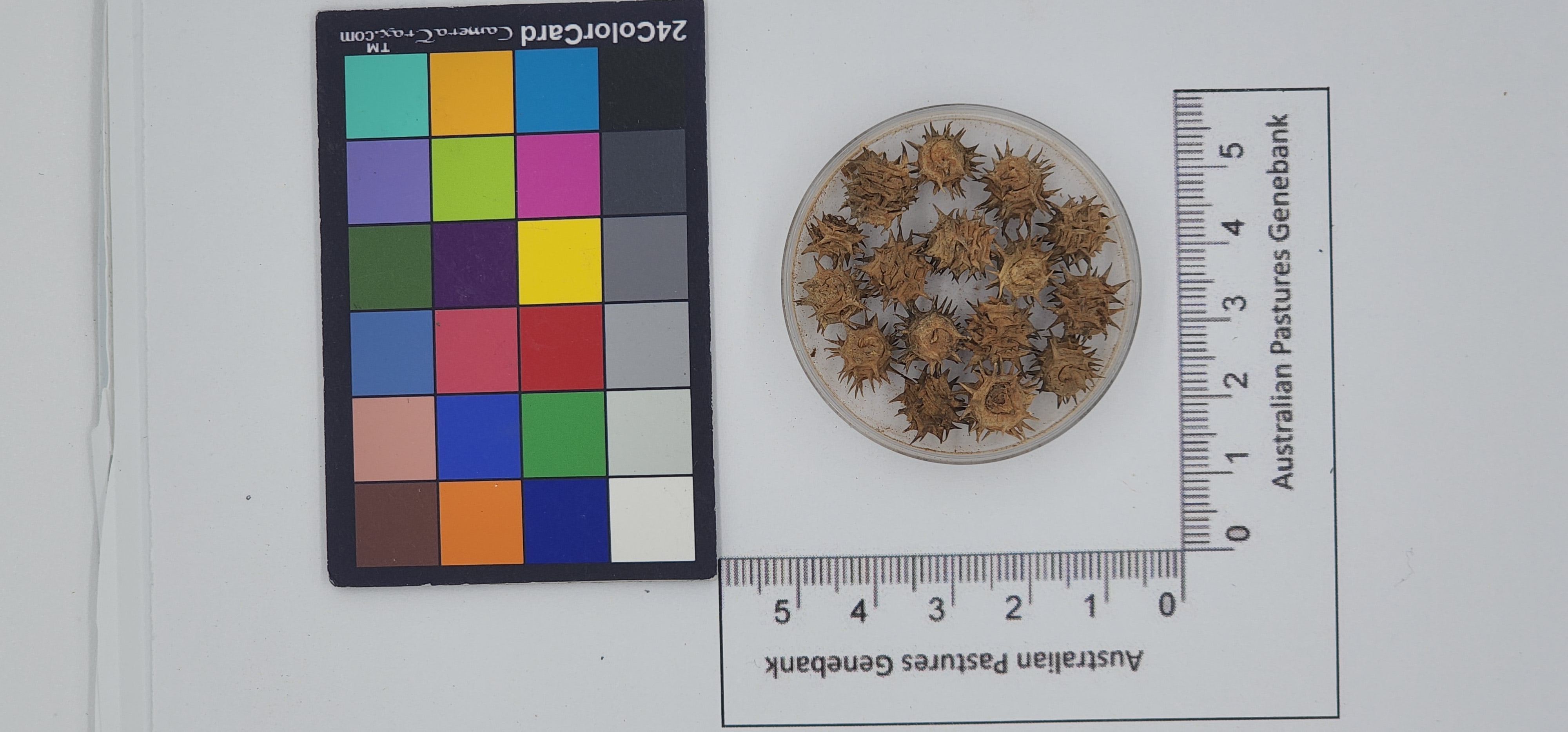 Click for 1 image(s) for this accession. Image