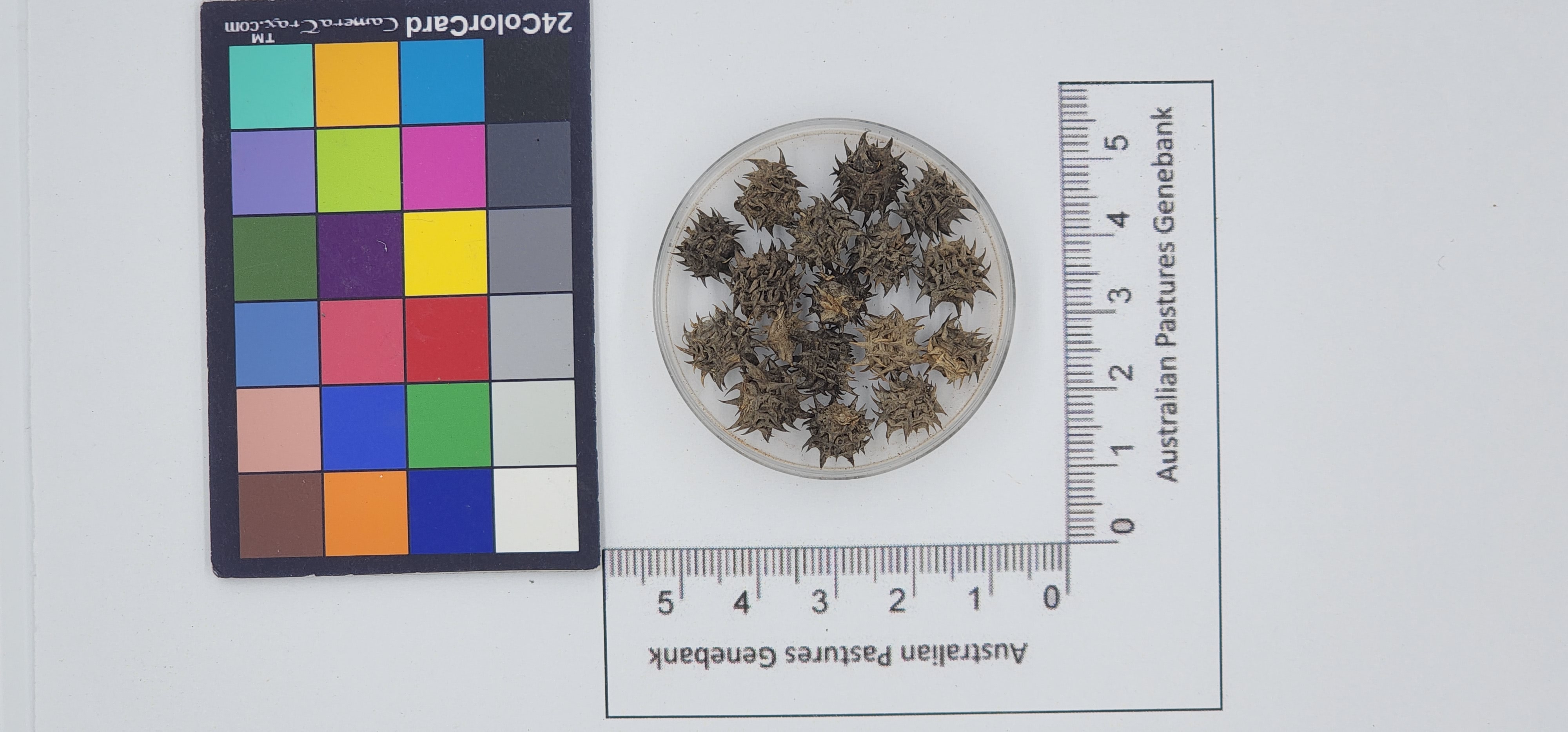 Click for 1 image(s) for this accession. Image