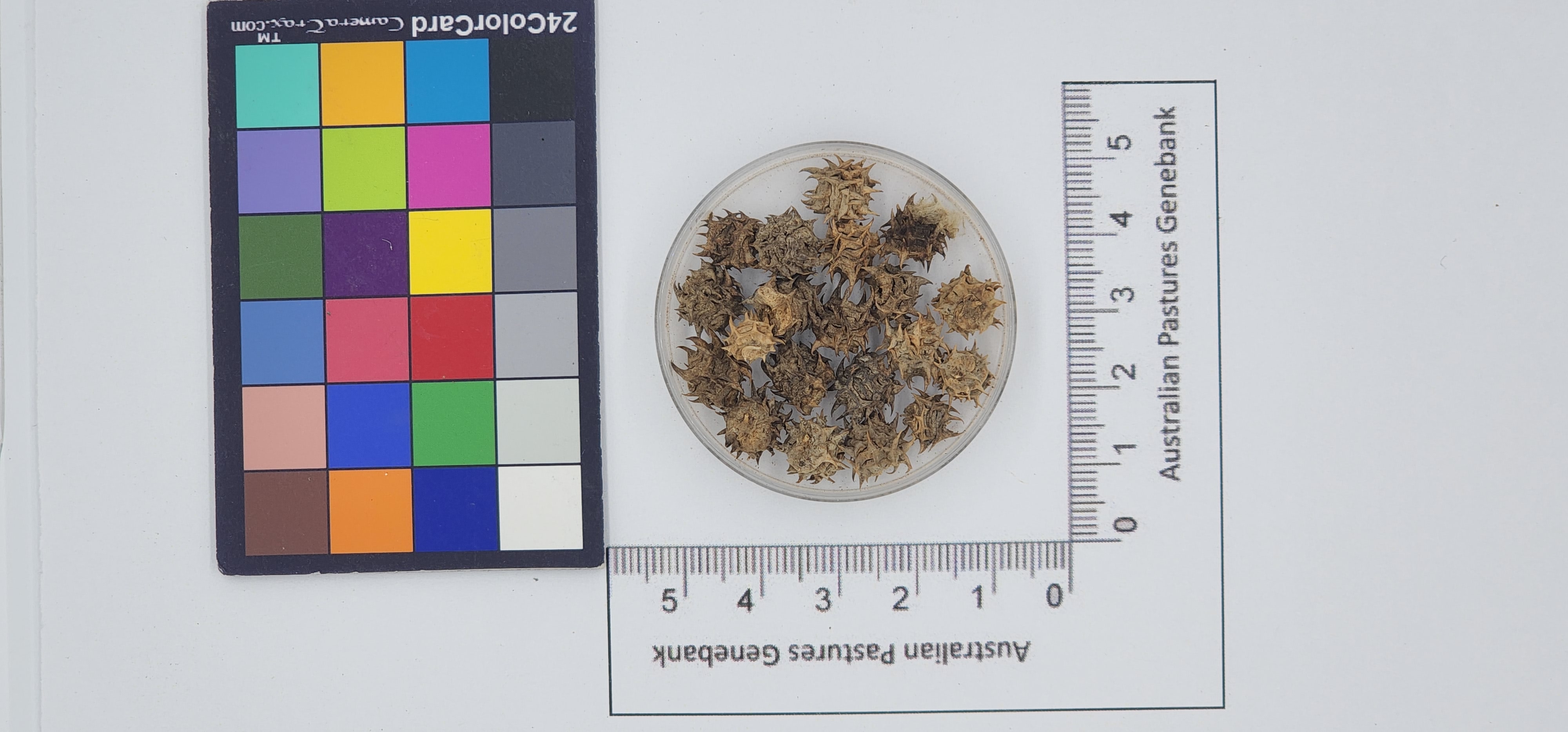 Click for 1 image(s) for this accession. Image