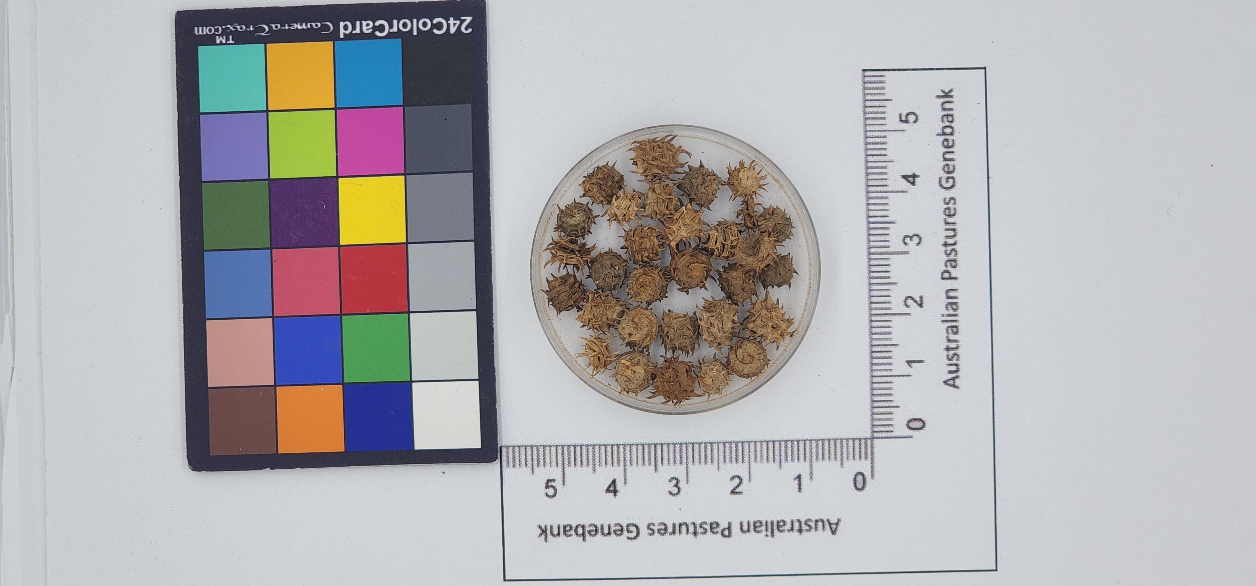 Click for 1 image(s) for this accession. Image