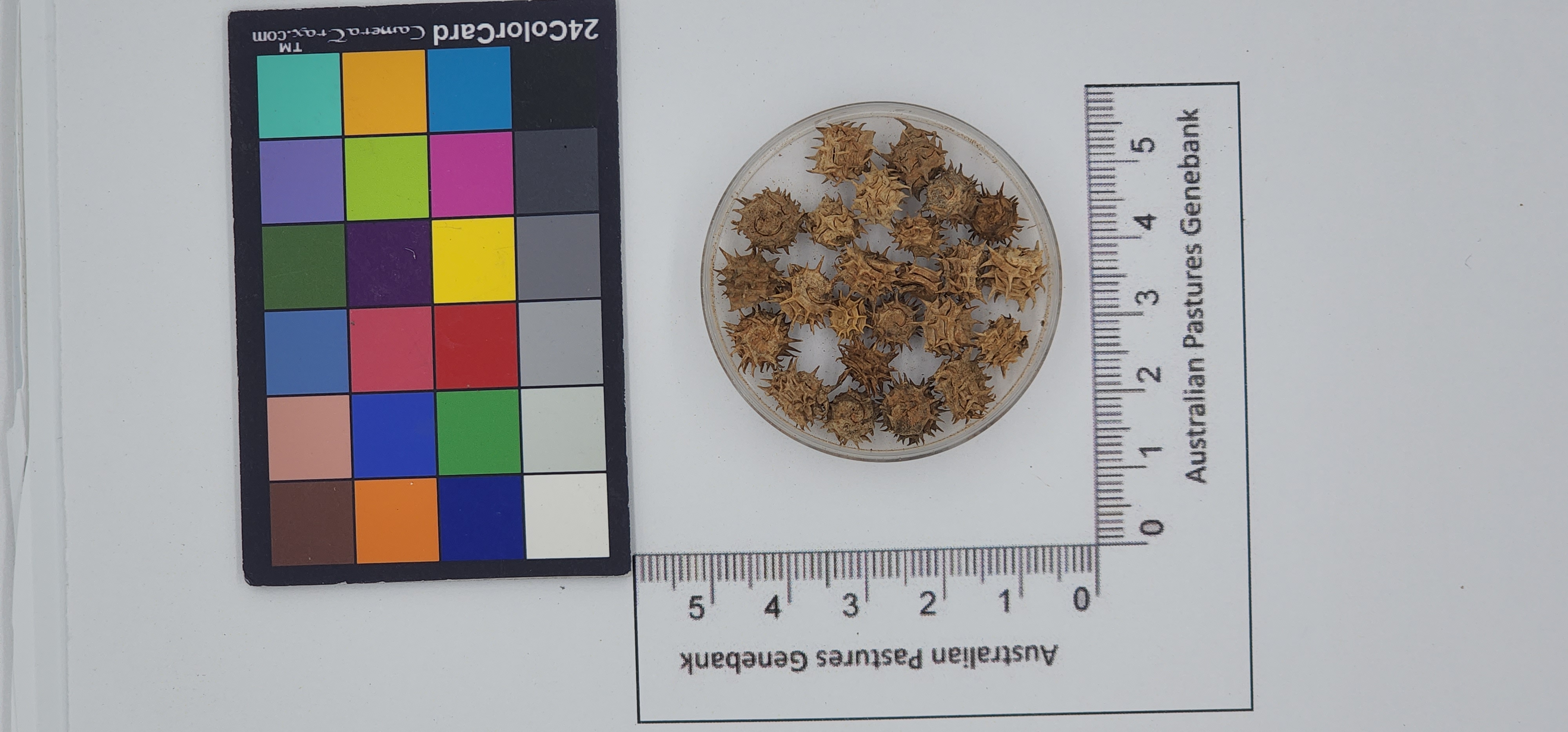 Click for 1 image(s) for this accession. Image
