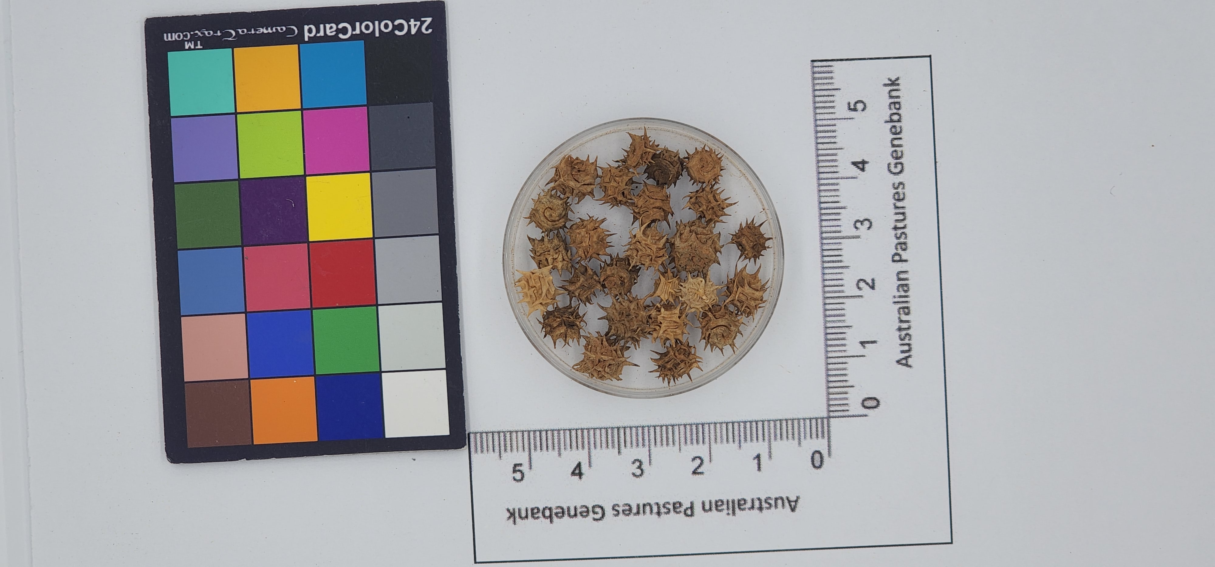 Click for 1 image(s) for this accession. Image