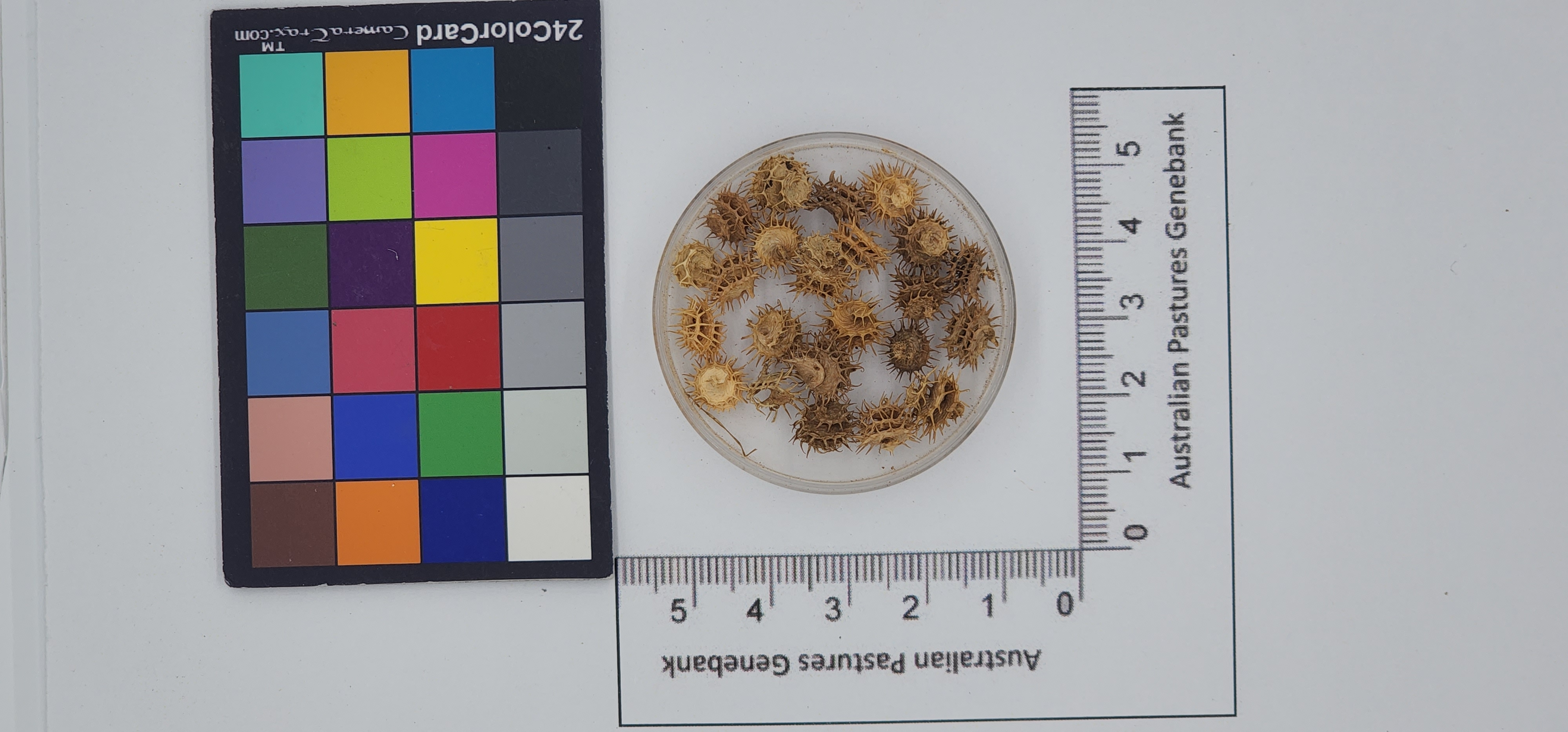Click for 1 image(s) for this accession. Image