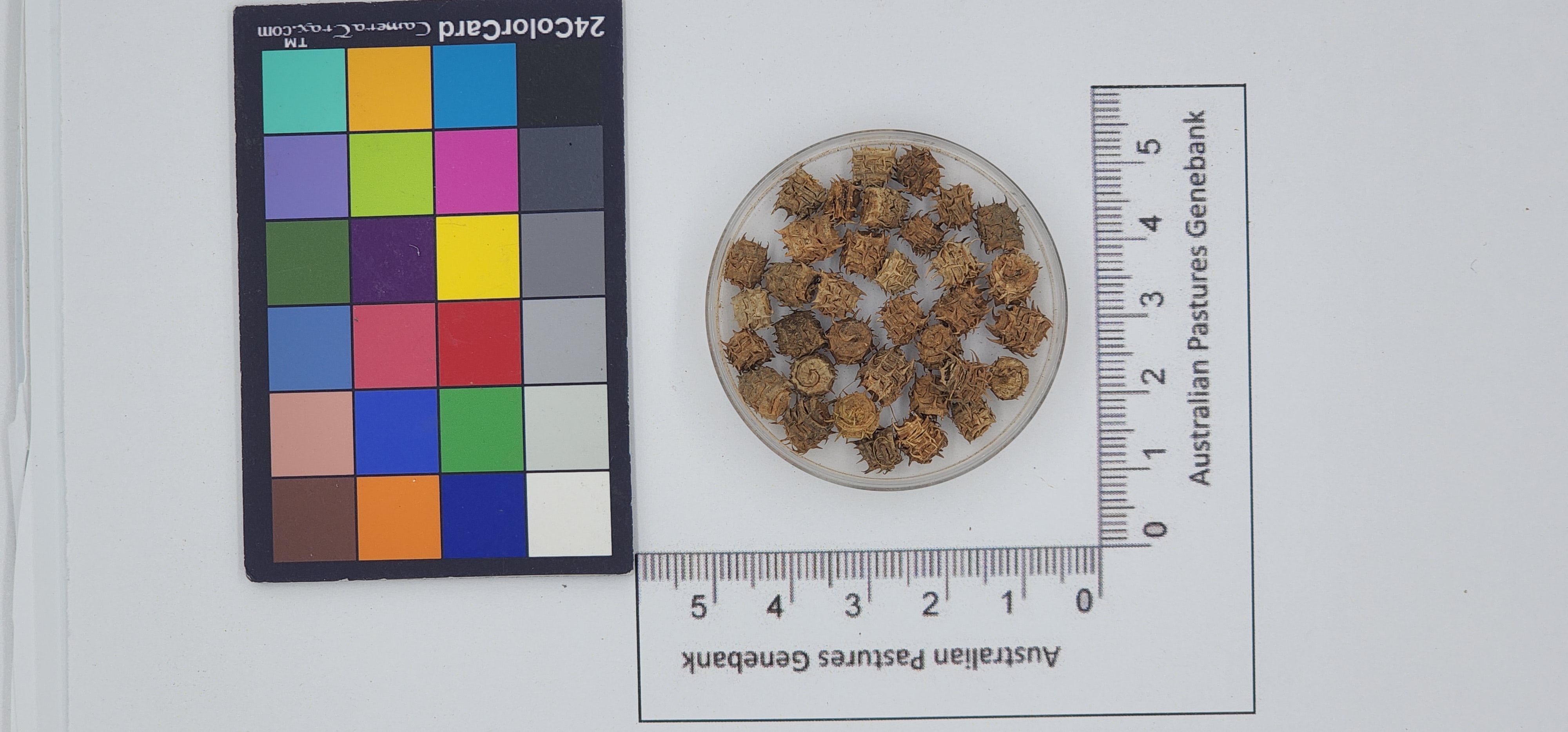 Click for 1 image(s) for this accession. Image