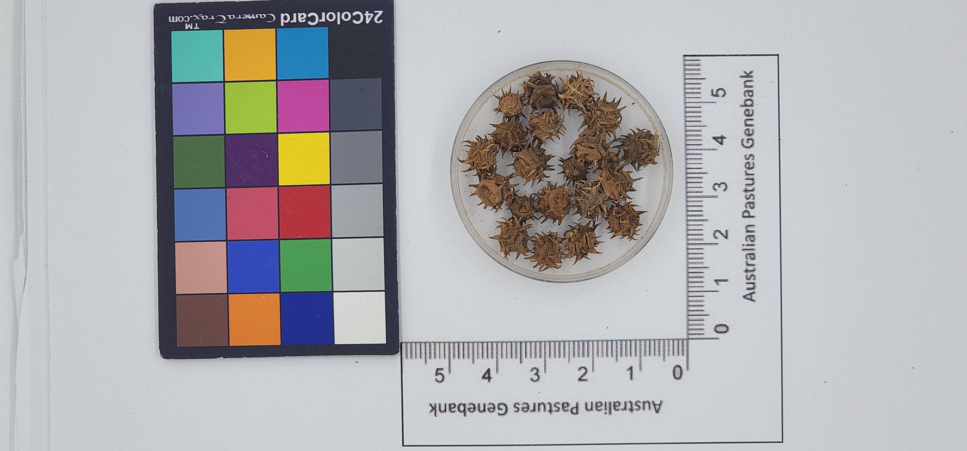 Click for 1 image(s) for this accession. Image