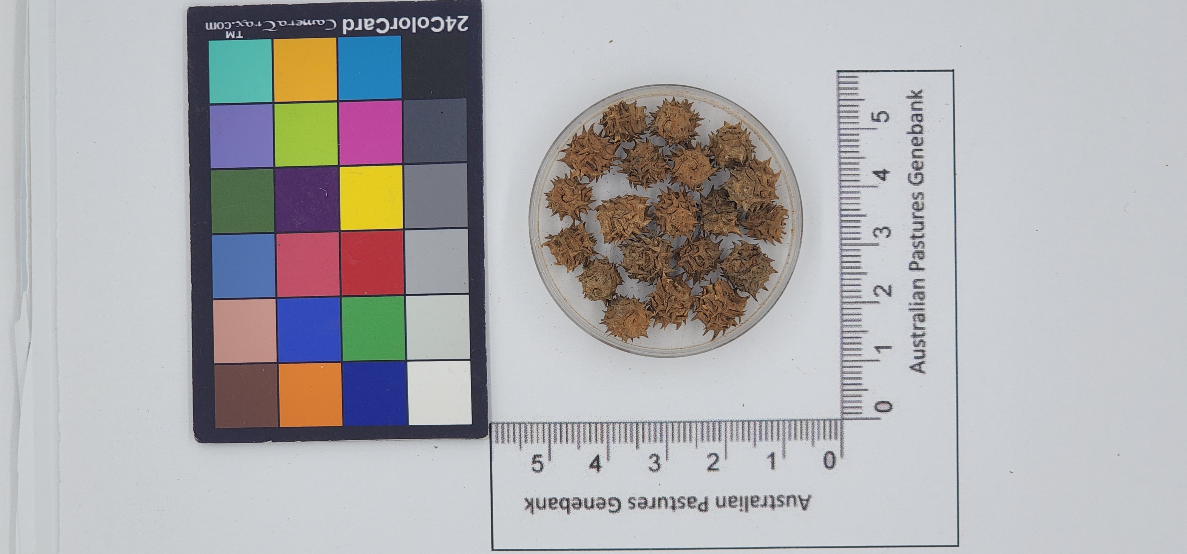 Click for 1 image(s) for this accession. Image