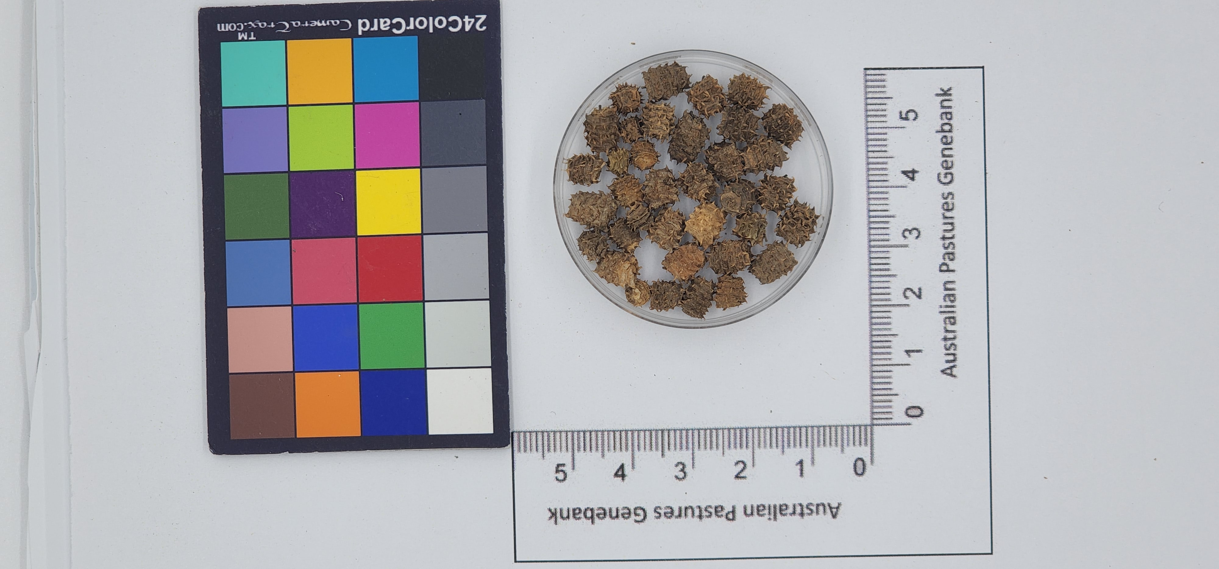 Click for 1 image(s) for this accession. Image