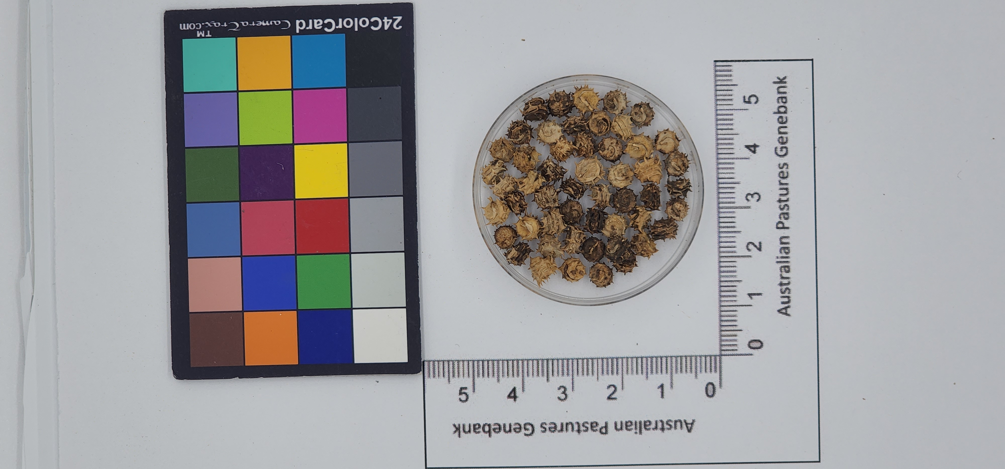 Click for 1 image(s) for this accession. Image