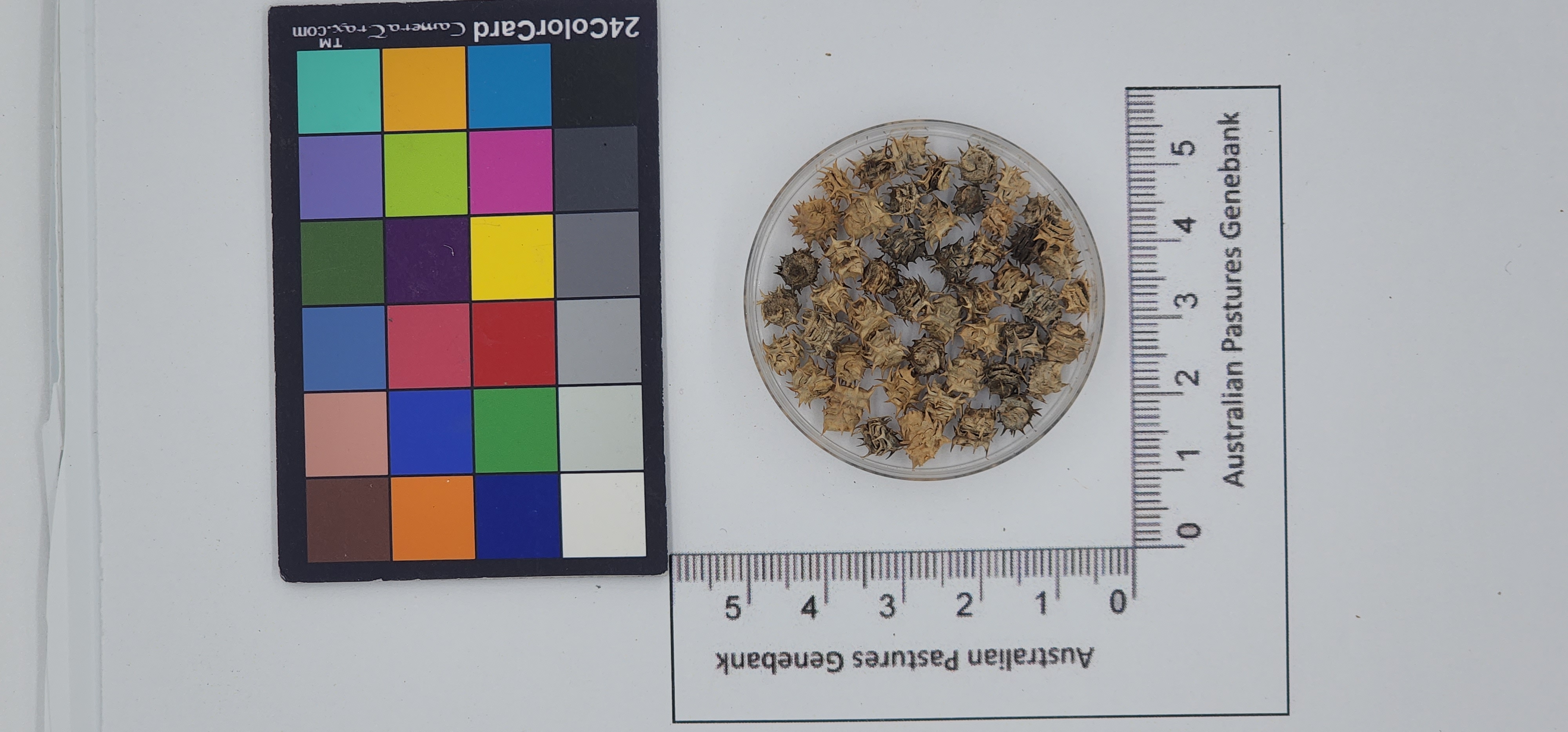Click for 1 image(s) for this accession. Image