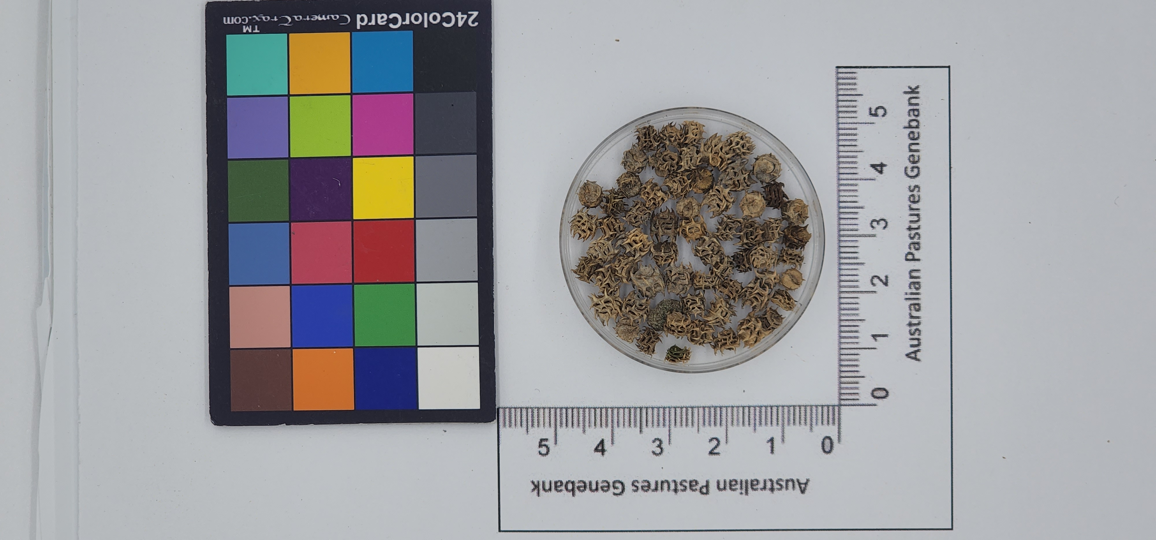 Click for 1 image(s) for this accession. Image