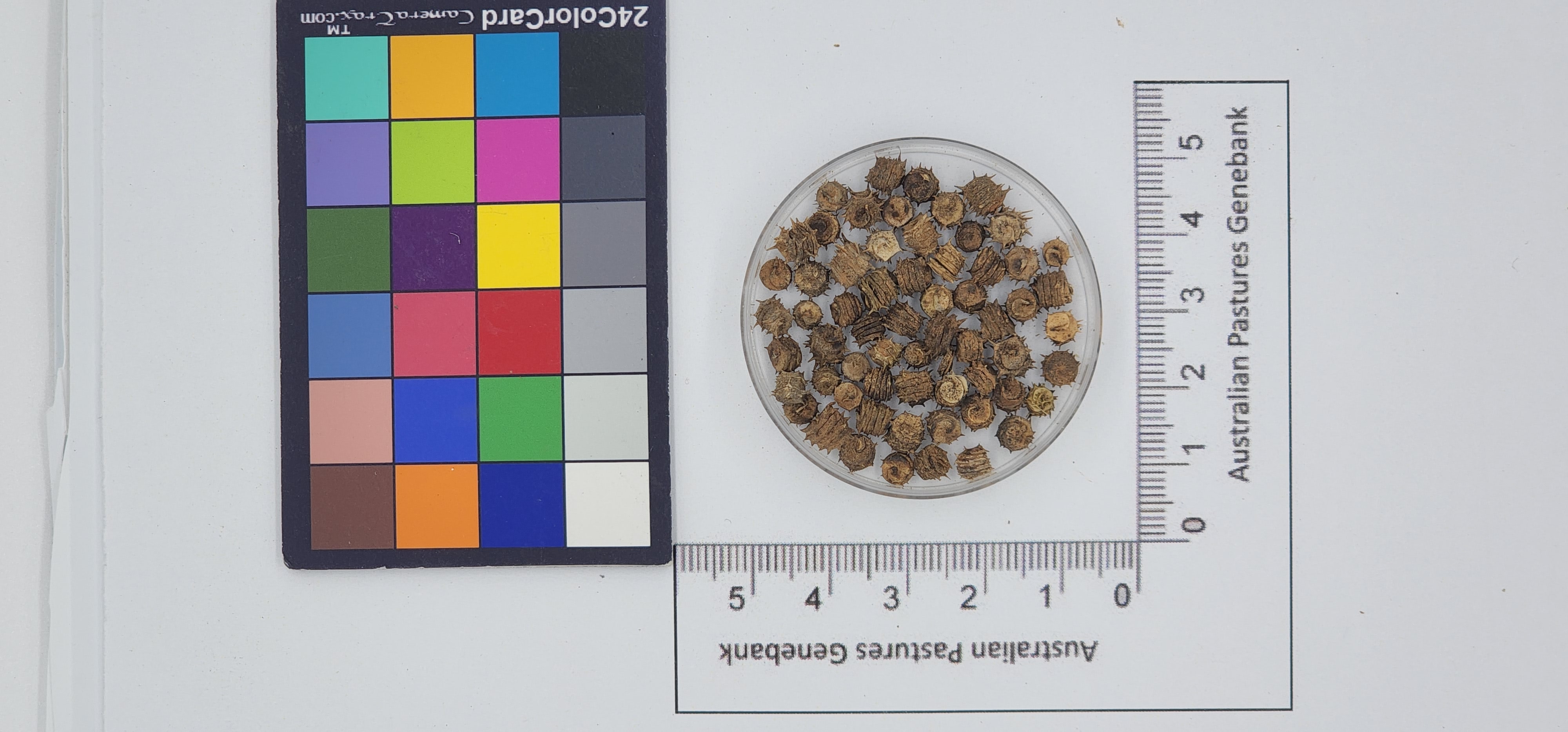 Click for 1 image(s) for this accession. Image