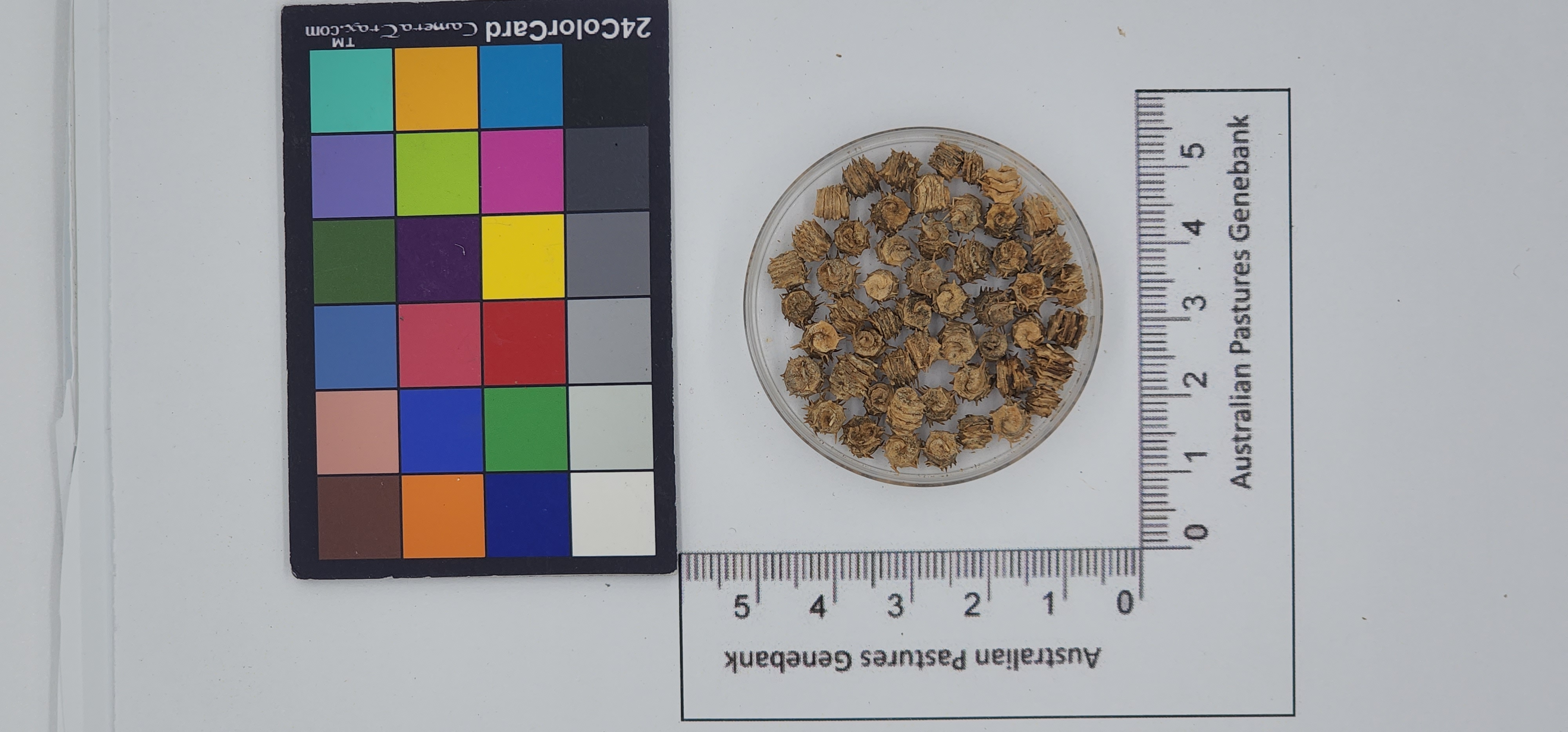 Click for 1 image(s) for this accession. Image