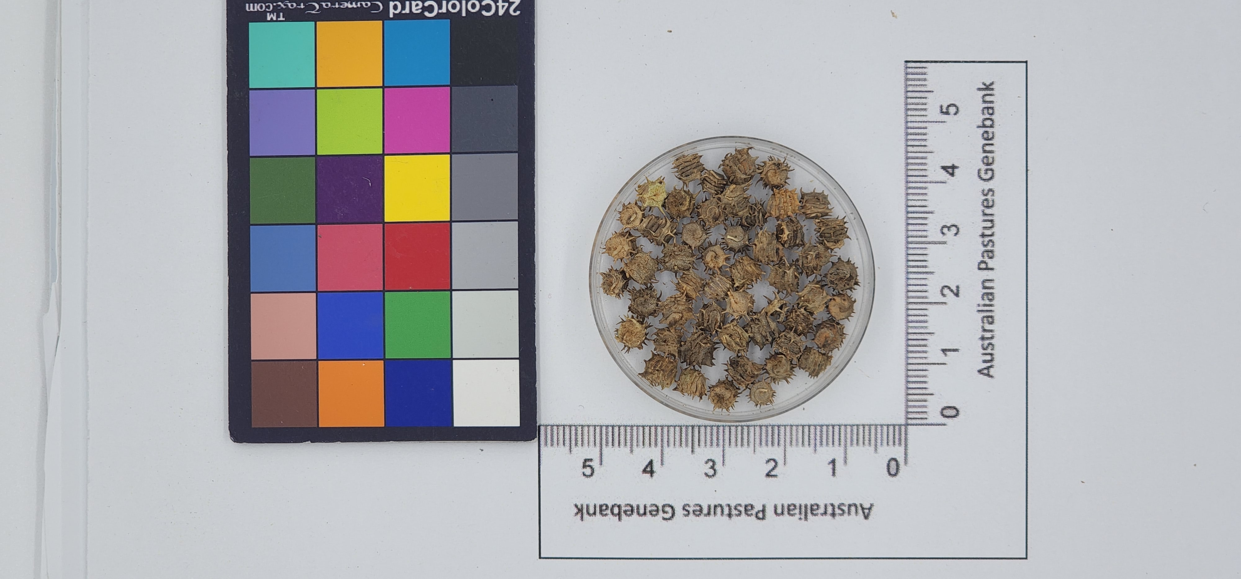 Click for 1 image(s) for this accession. Image