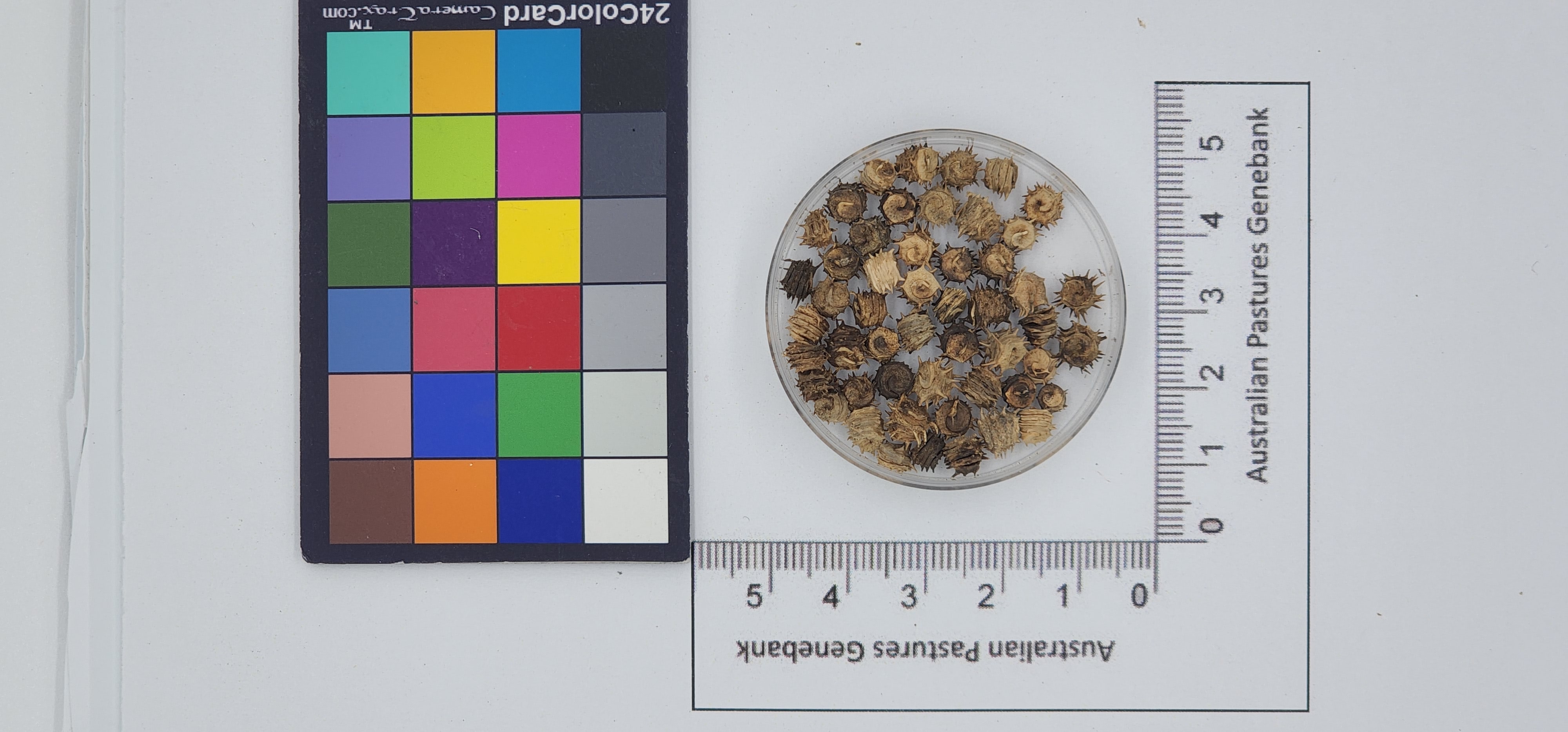 Click for 1 image(s) for this accession. Image