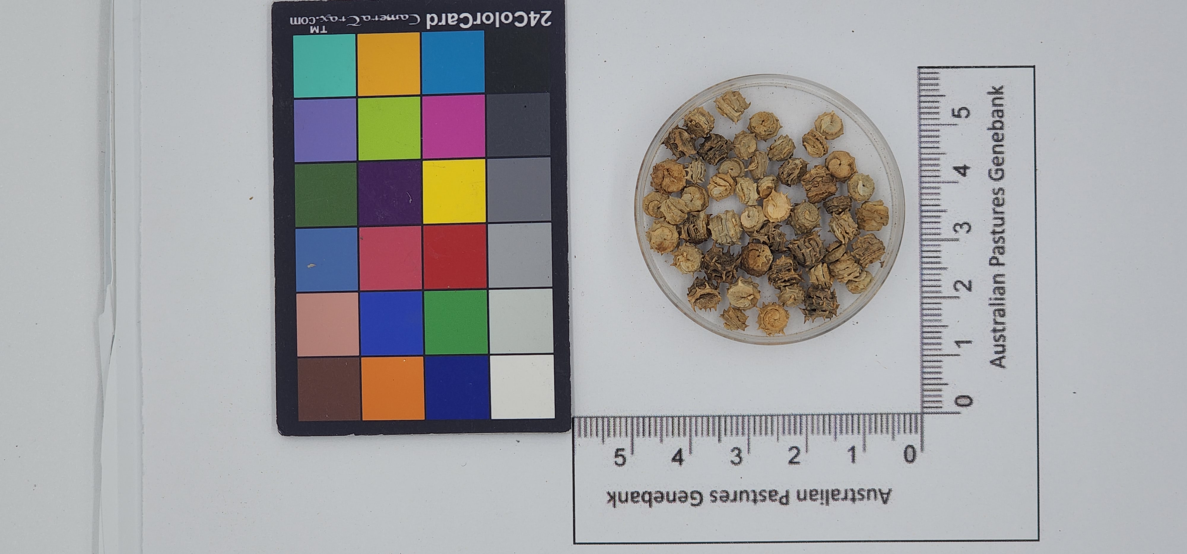 Click for 1 image(s) for this accession. Image