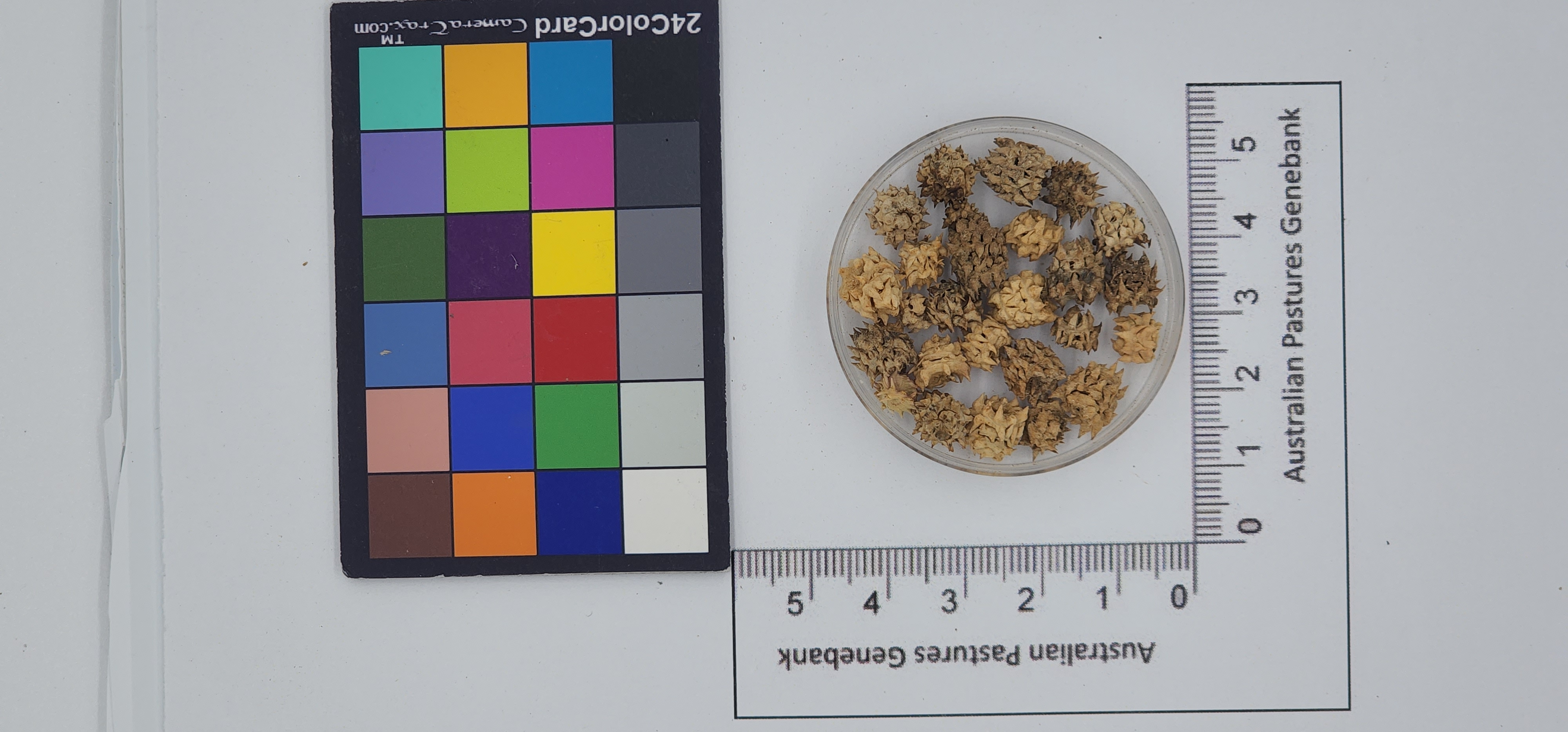 Click for 1 image(s) for this accession. Image
