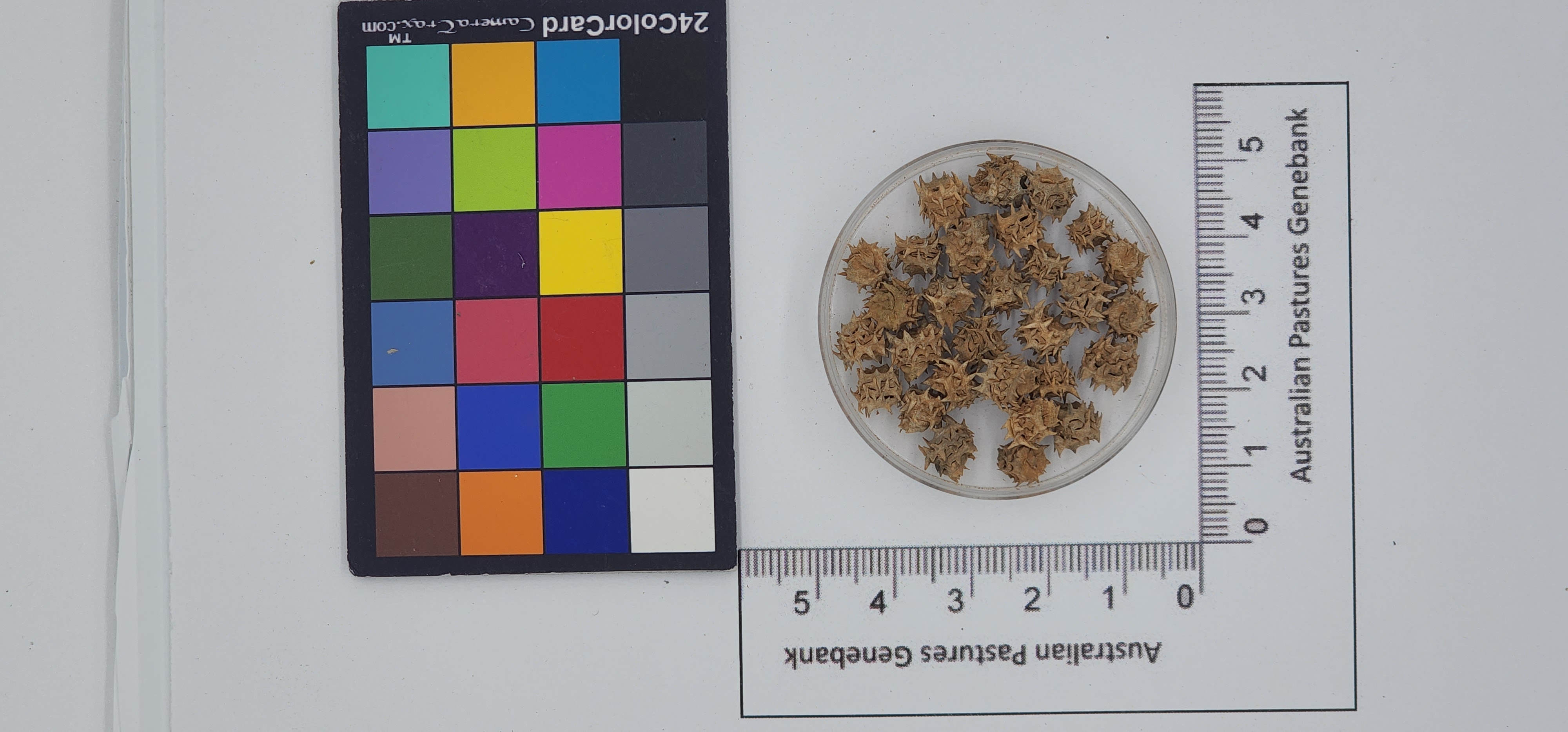 Click for 1 image(s) for this accession. Image