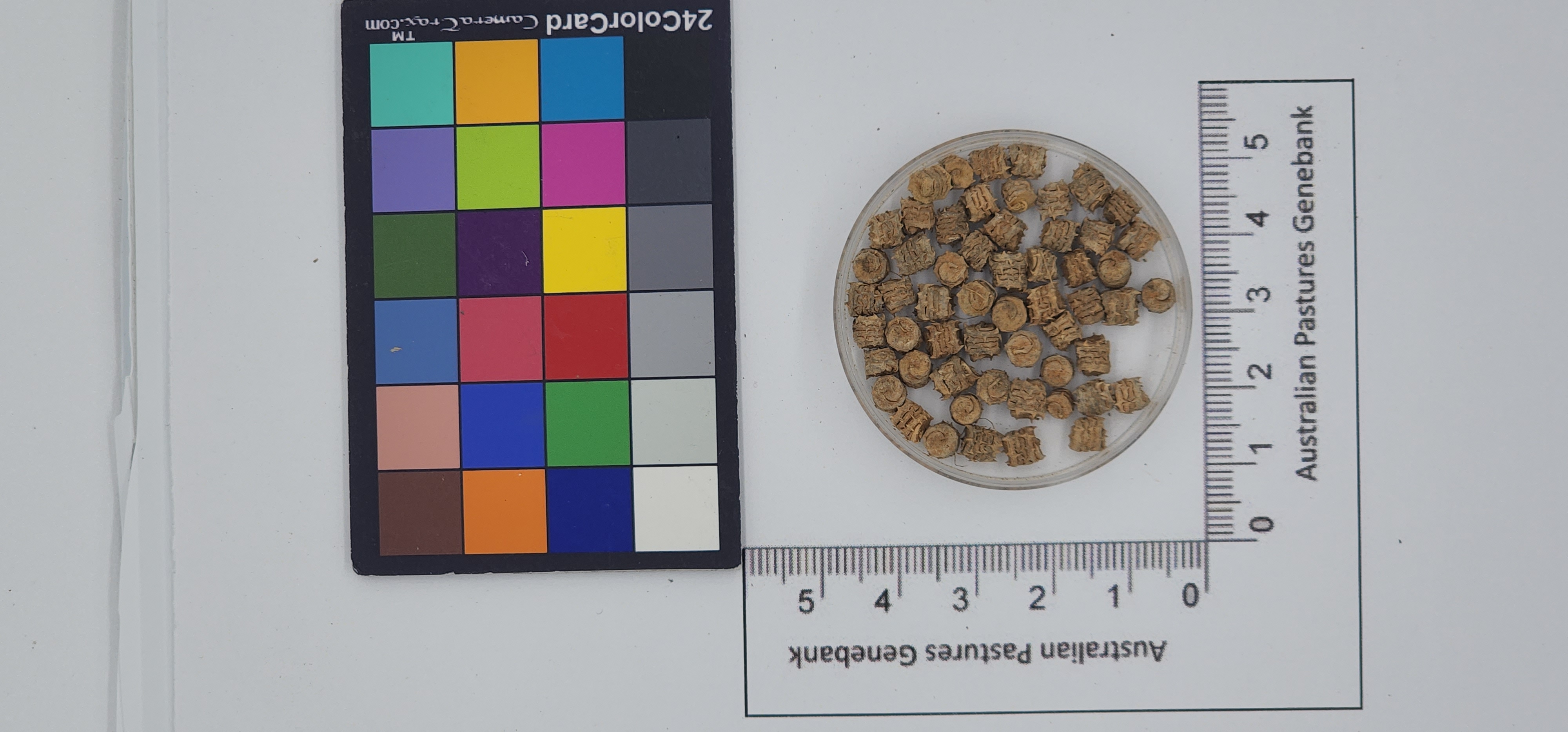Click for 1 image(s) for this accession. Image