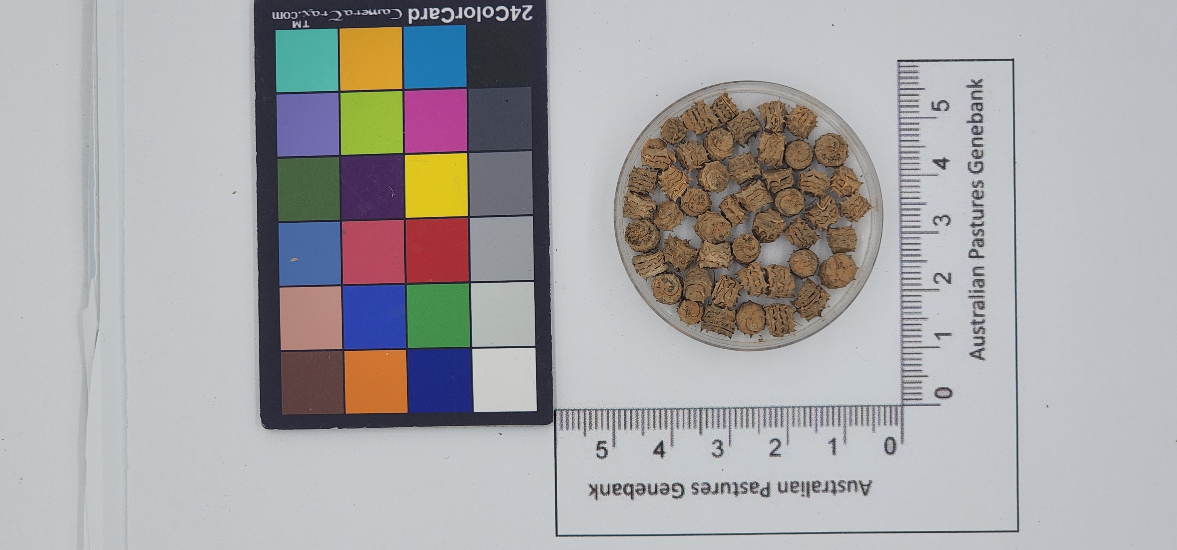 Click for 1 image(s) for this accession. Image