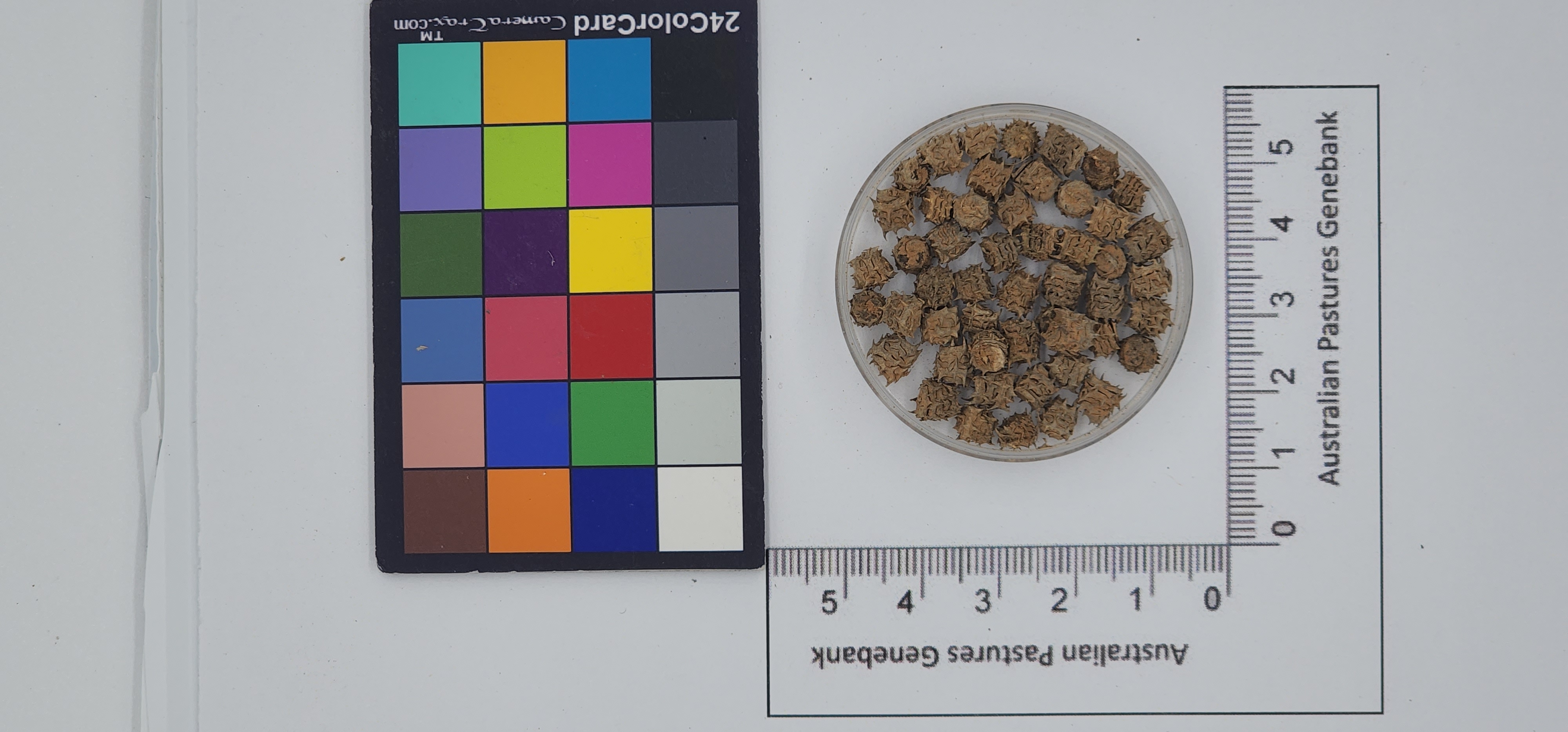 Click for 1 image(s) for this accession. Image