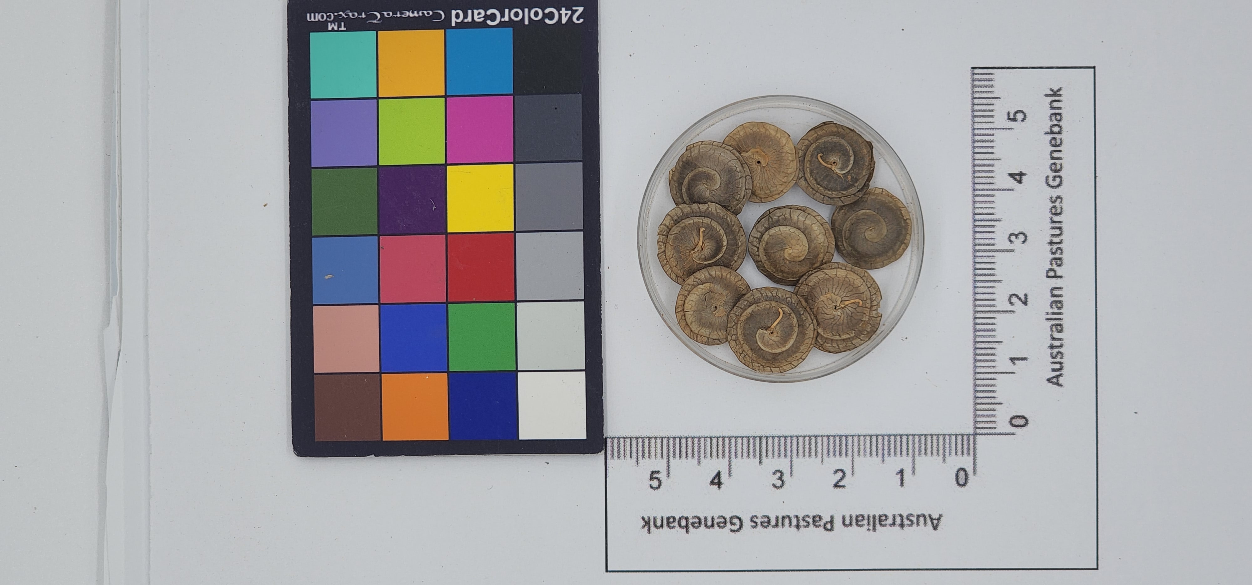 Click for 1 image(s) for this accession. Image