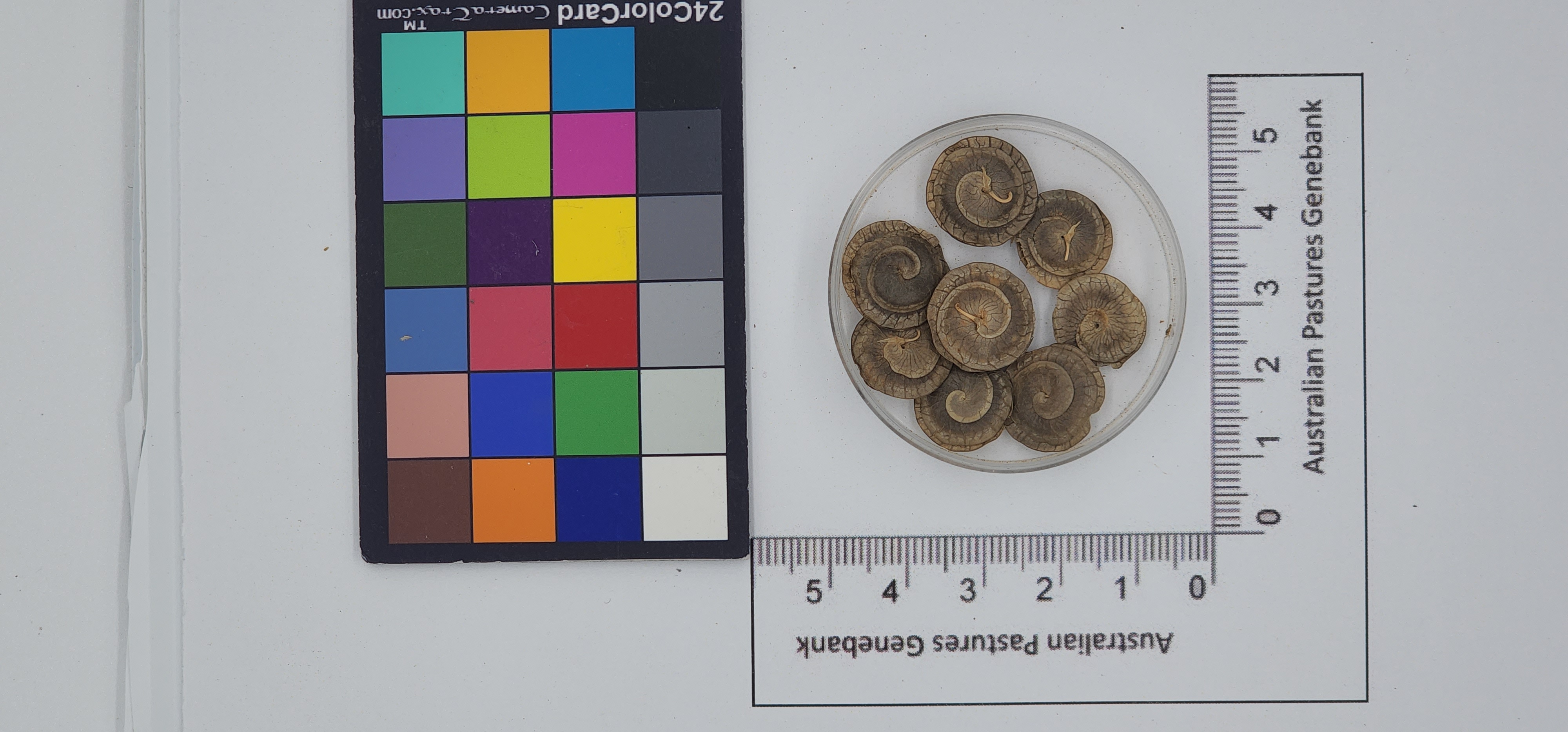 Click for 1 image(s) for this accession. Image