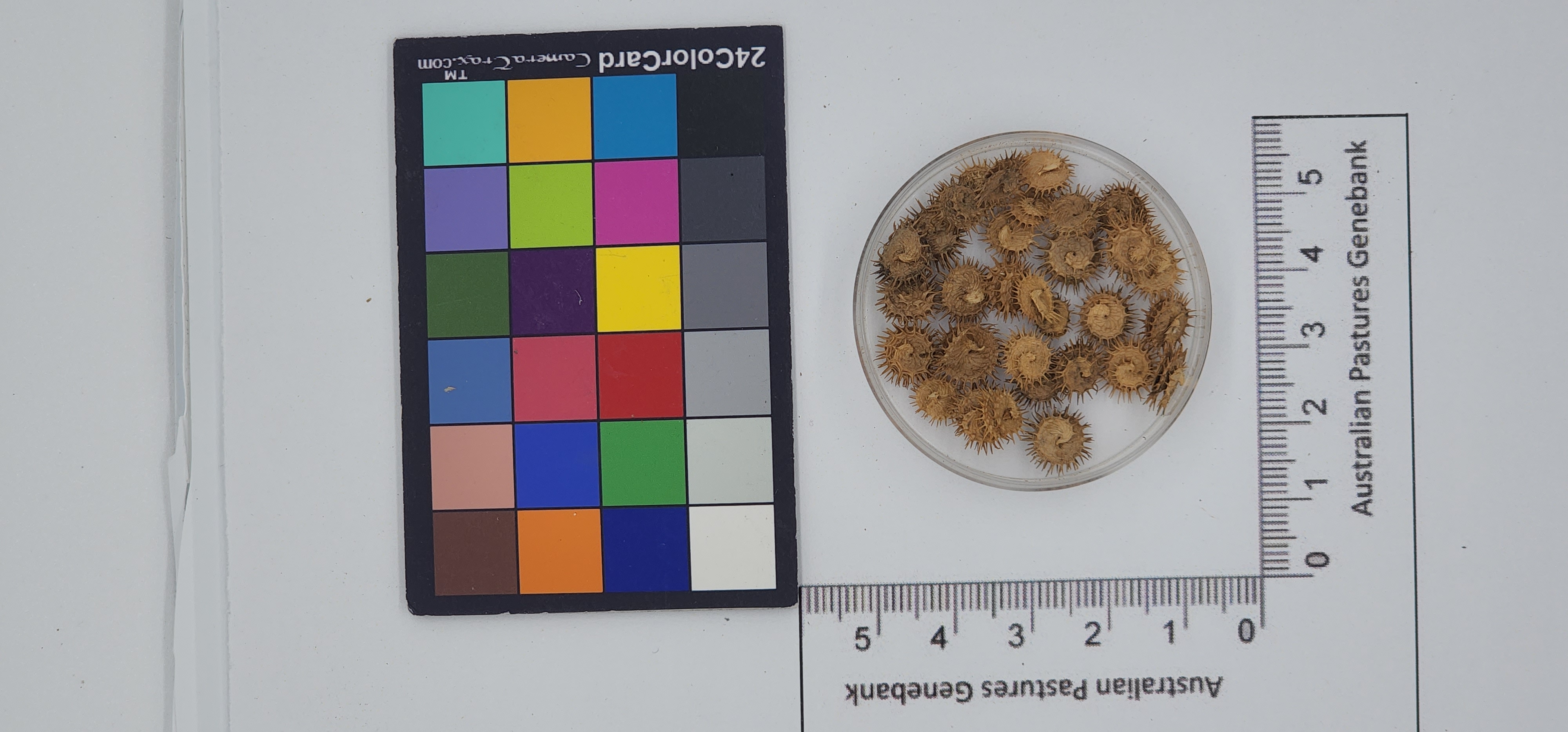 Click for 1 image(s) for this accession. Image