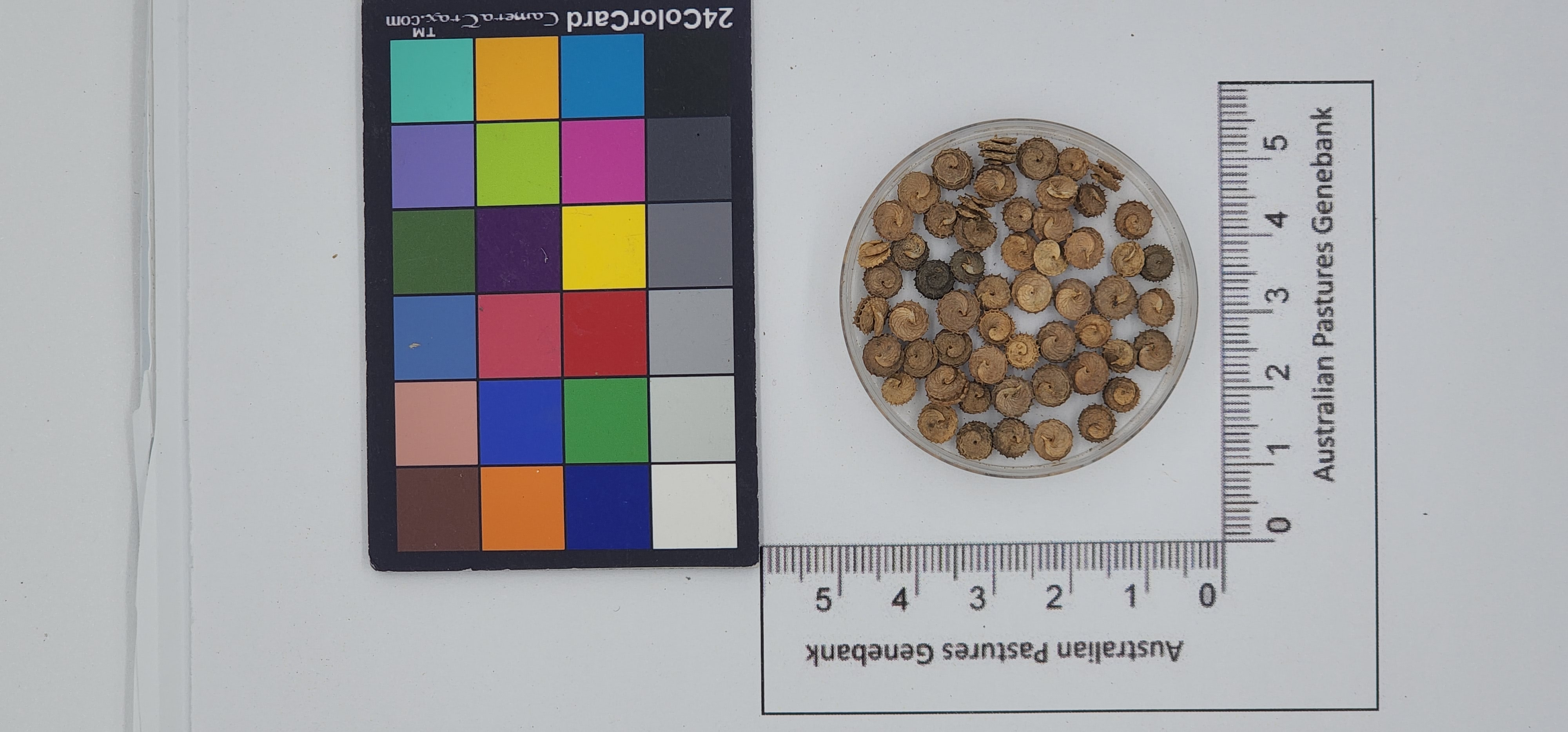 Click for 1 image(s) for this accession. Image