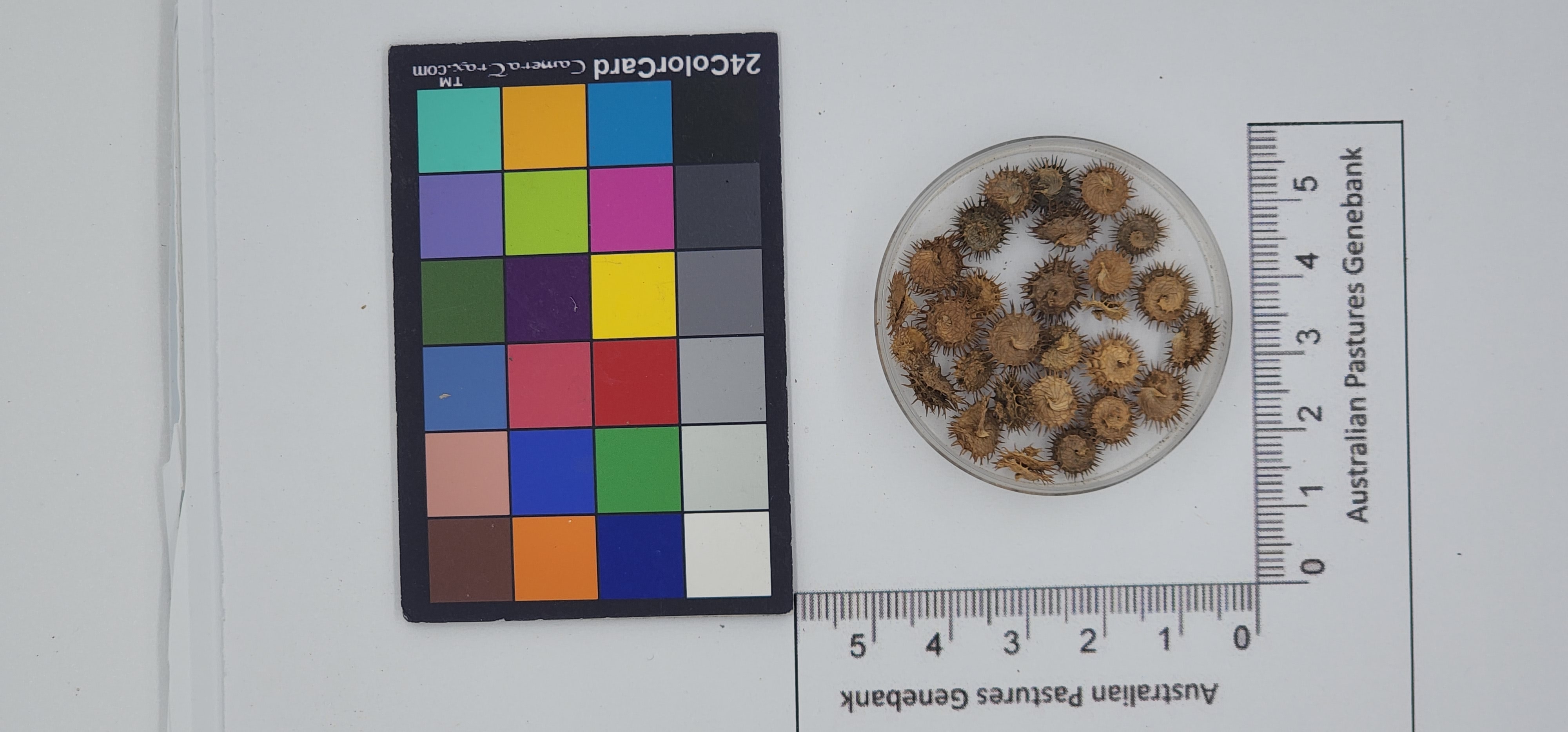 Click for 1 image(s) for this accession. Image