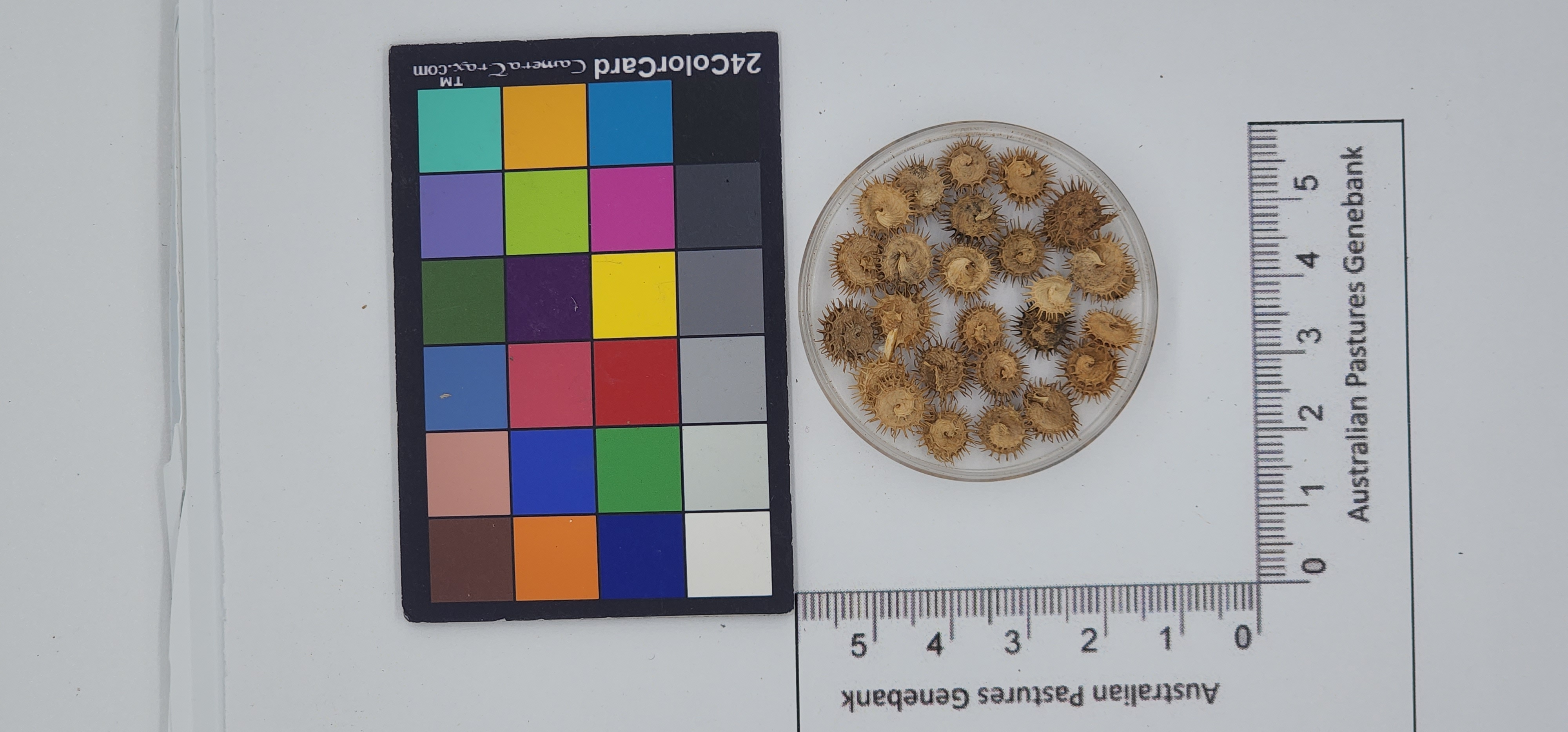 Click for 1 image(s) for this accession. Image