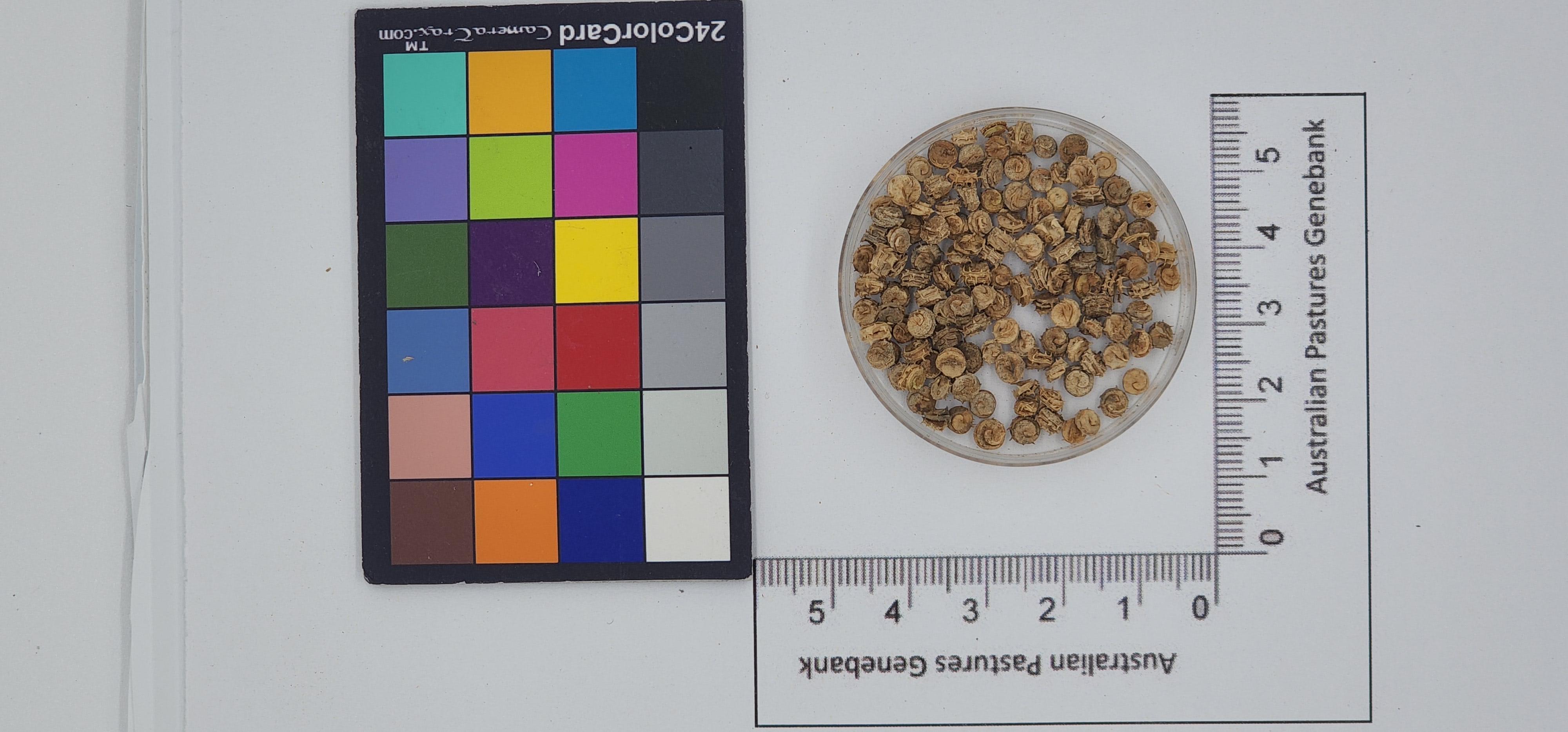 Click for 1 image(s) for this accession. Image