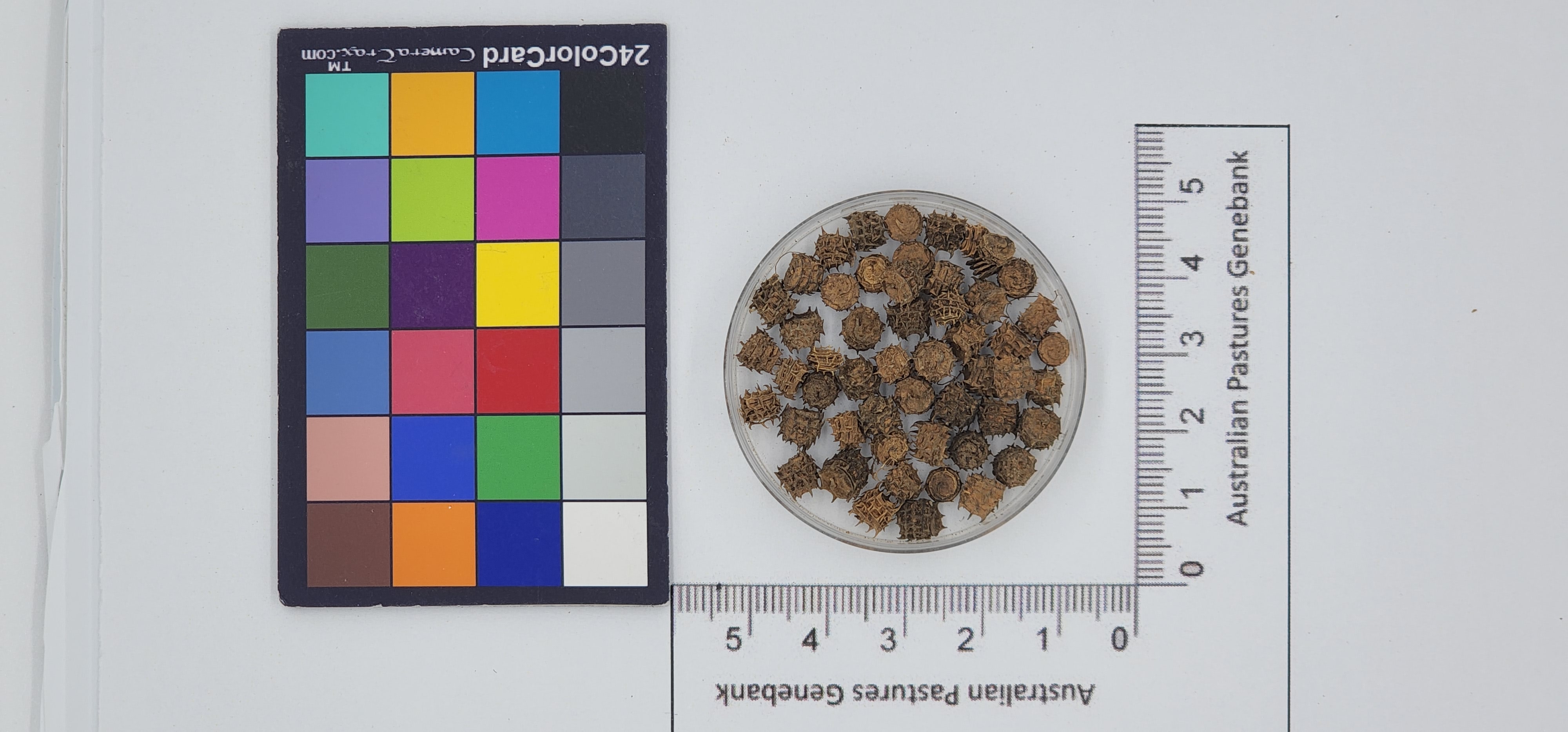 Click for 1 image(s) for this accession. Image